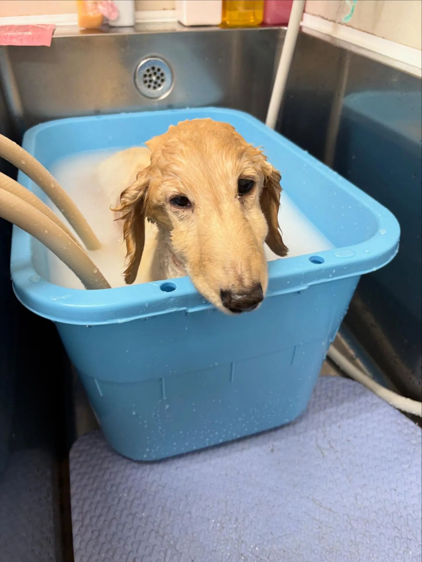 犬のシャンプー🫧