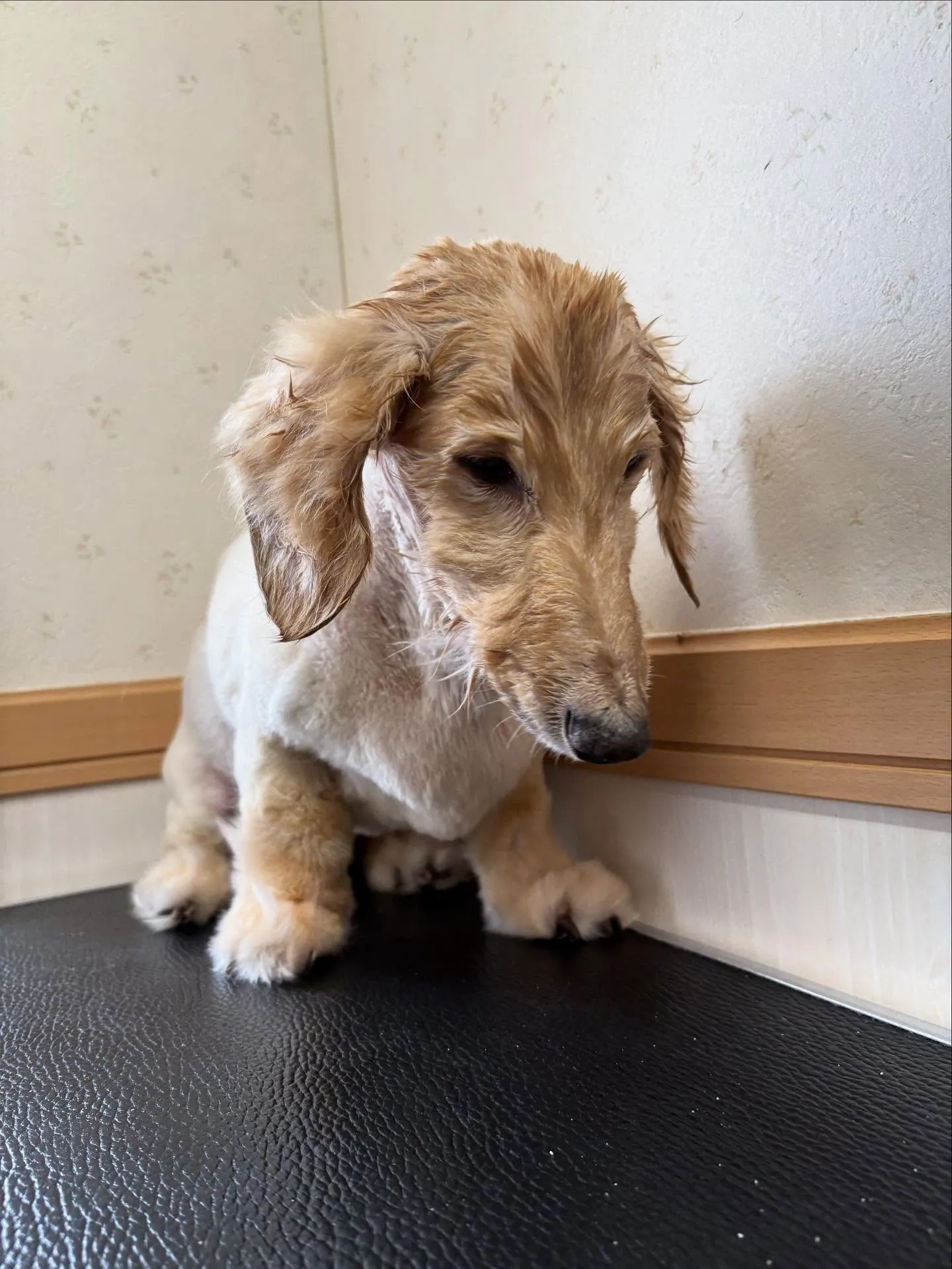 犬のシャンプー🫧