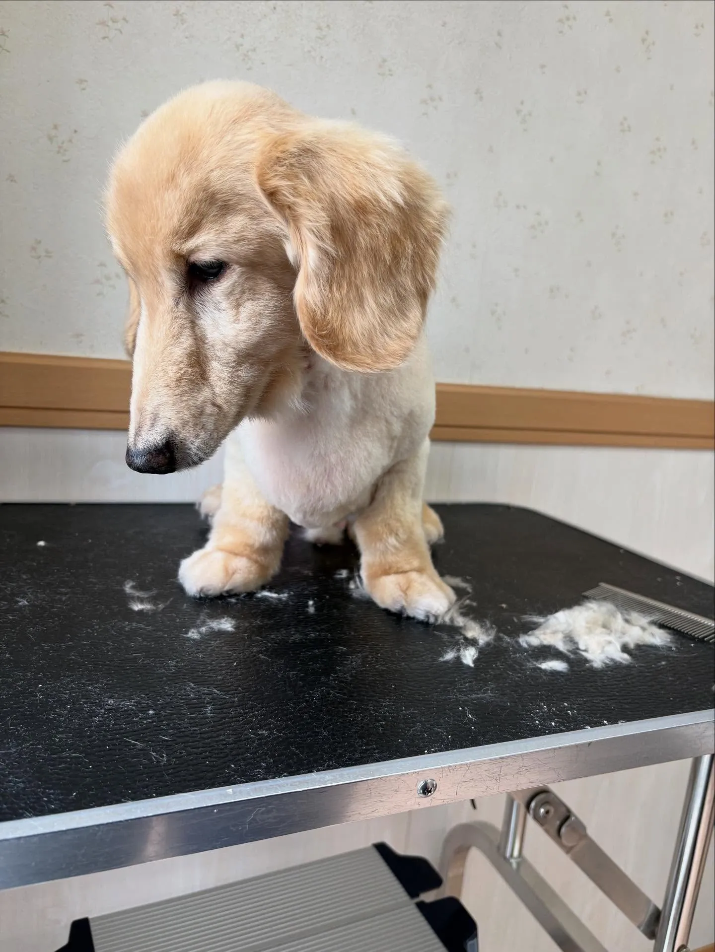 犬のシャンプー🫧