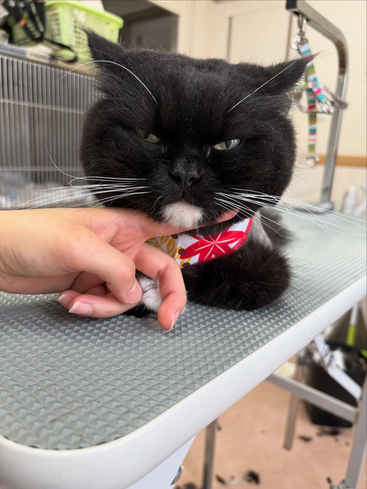猫のトリミング✂️