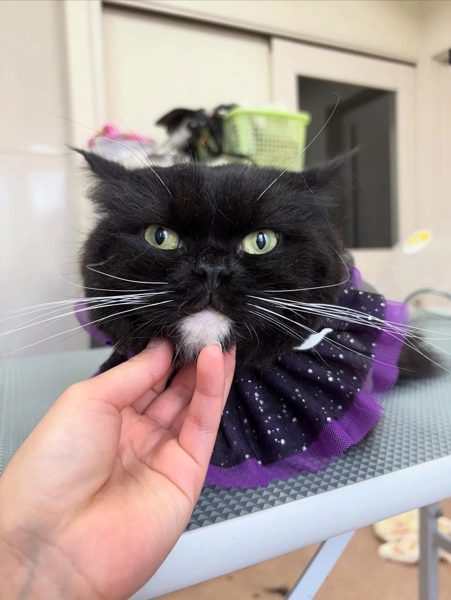 猫のトリミング✂️