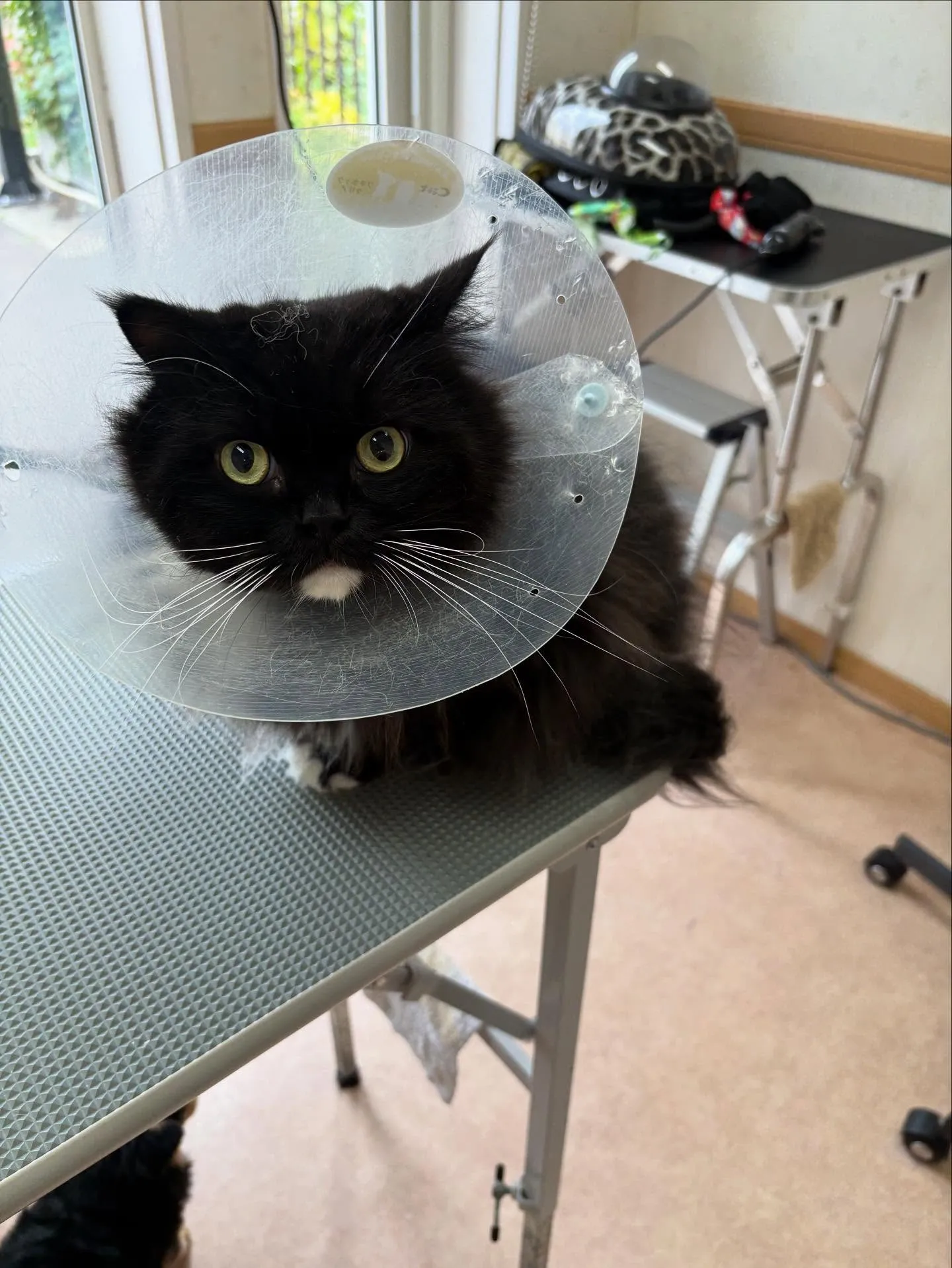 猫のトリミング✂️