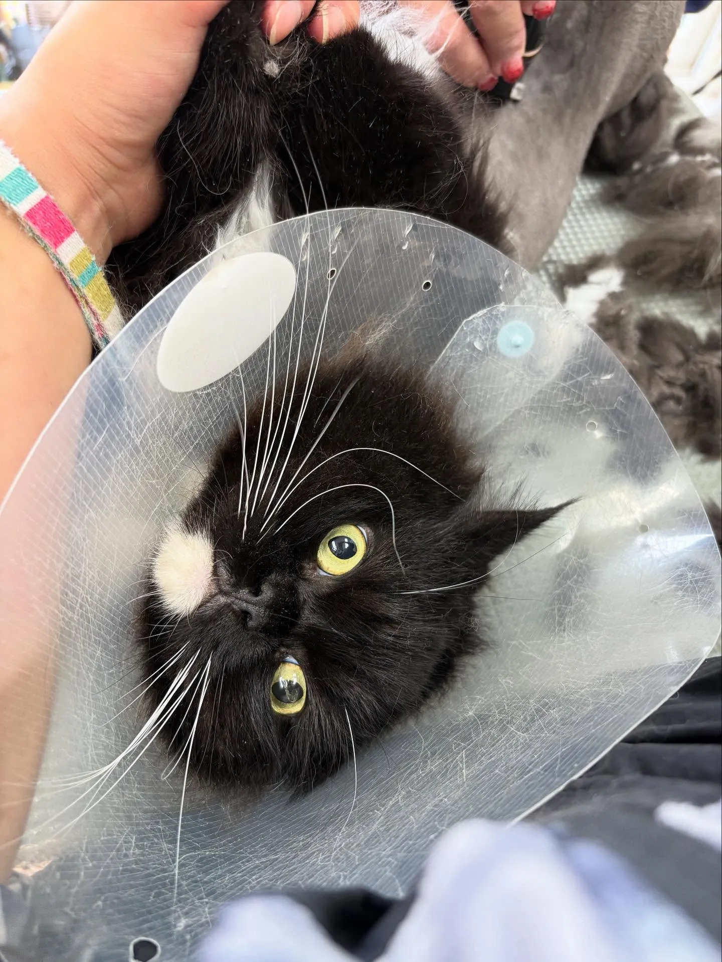 猫のトリミング✂️