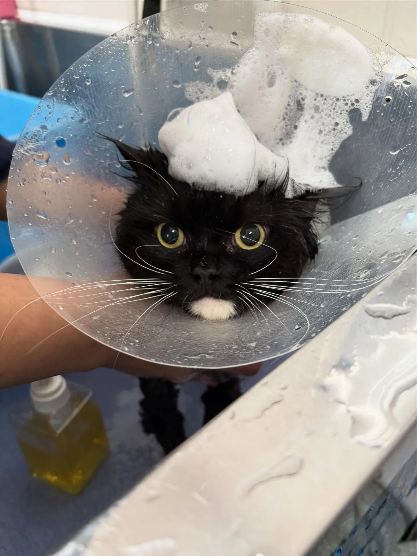 猫のトリミング✂️