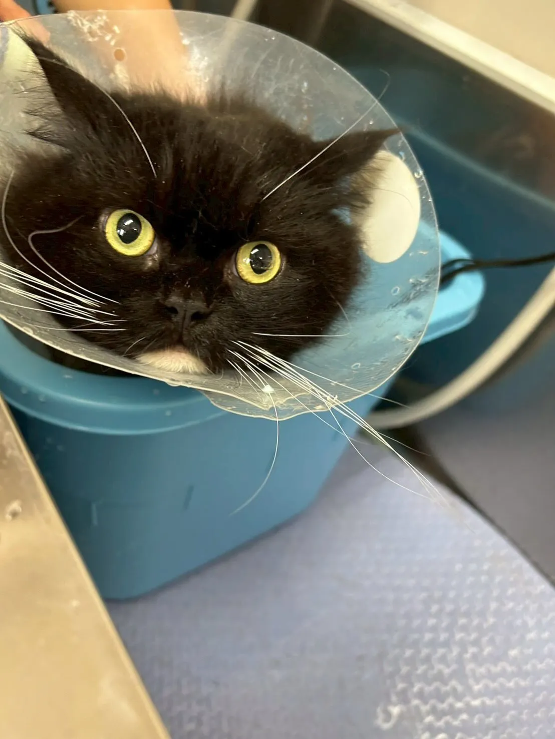 猫のトリミング✂️
