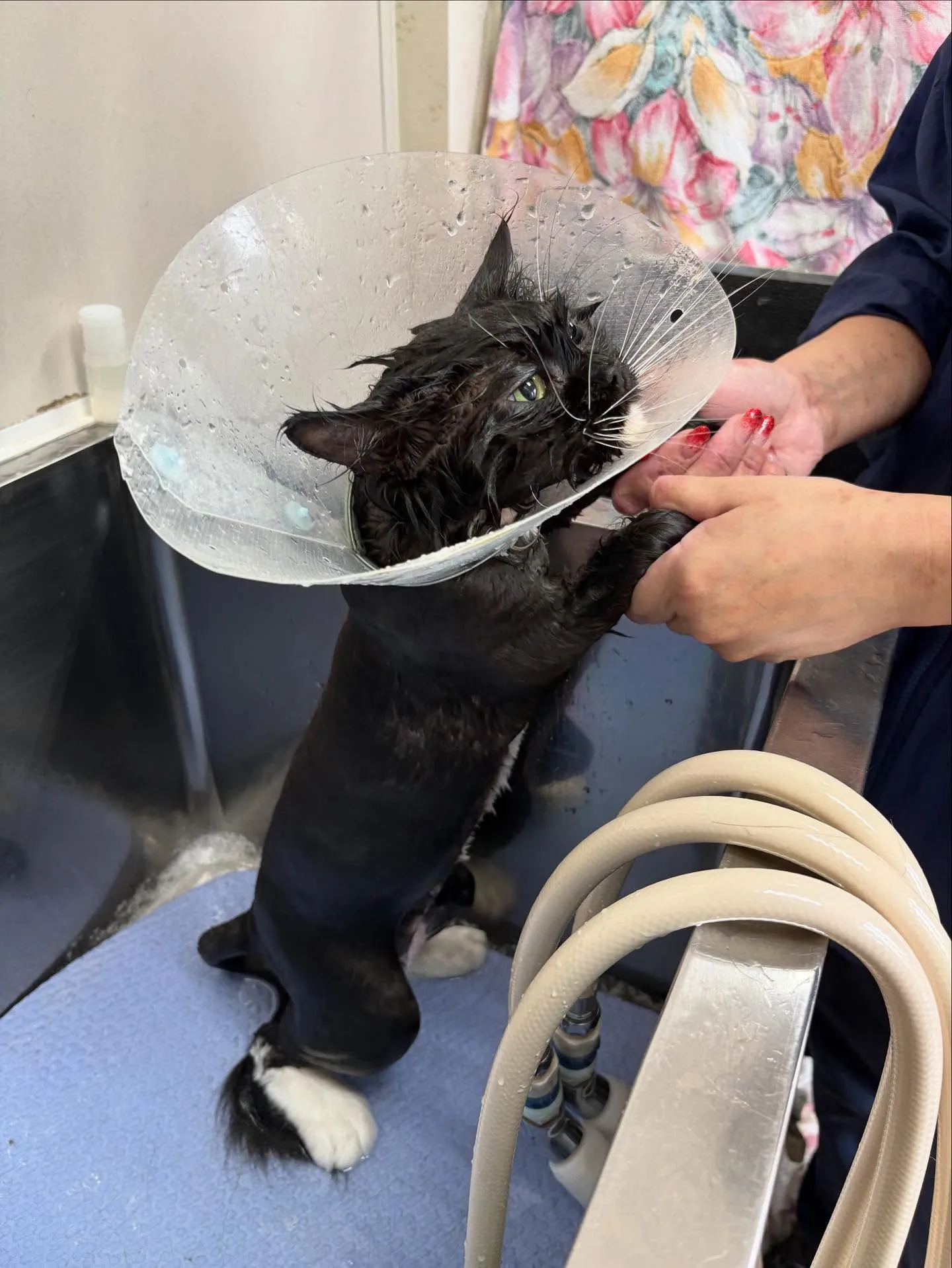 猫のトリミング✂️