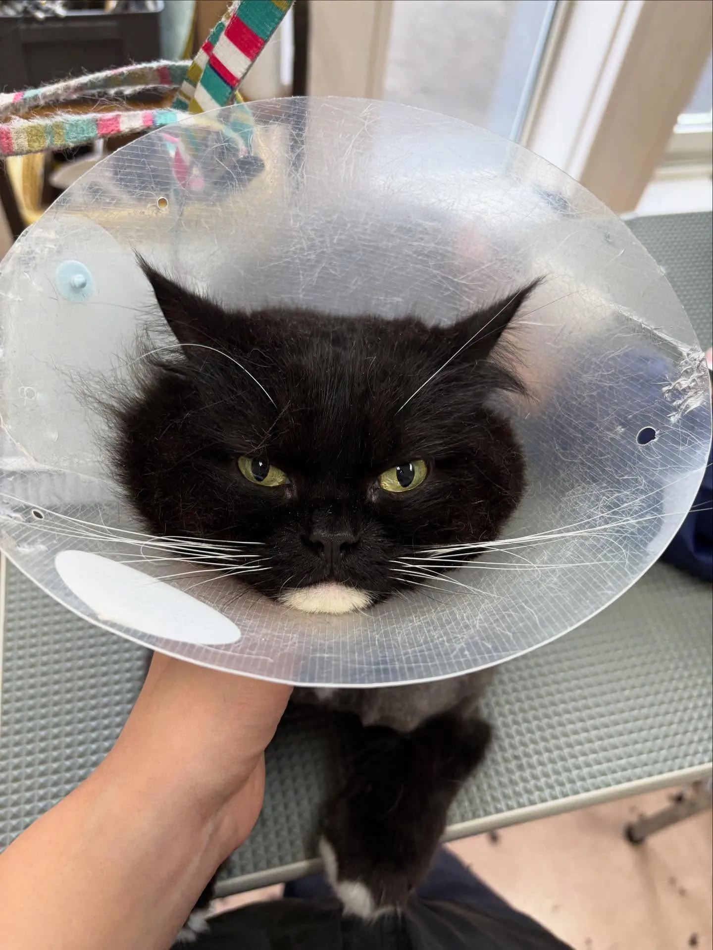 猫のトリミング✂️