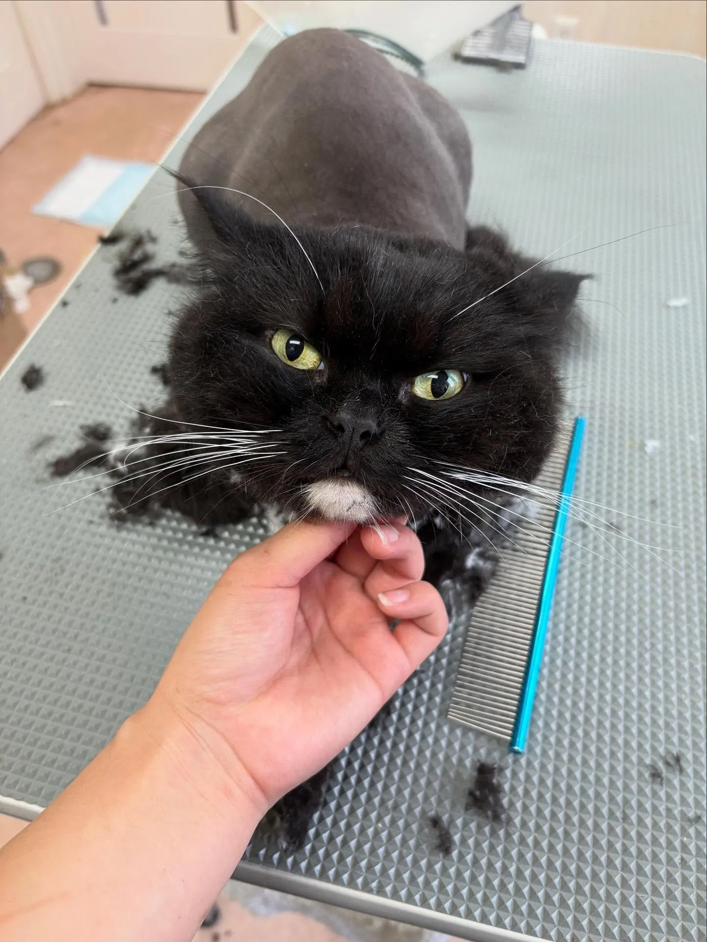 猫のトリミング✂️