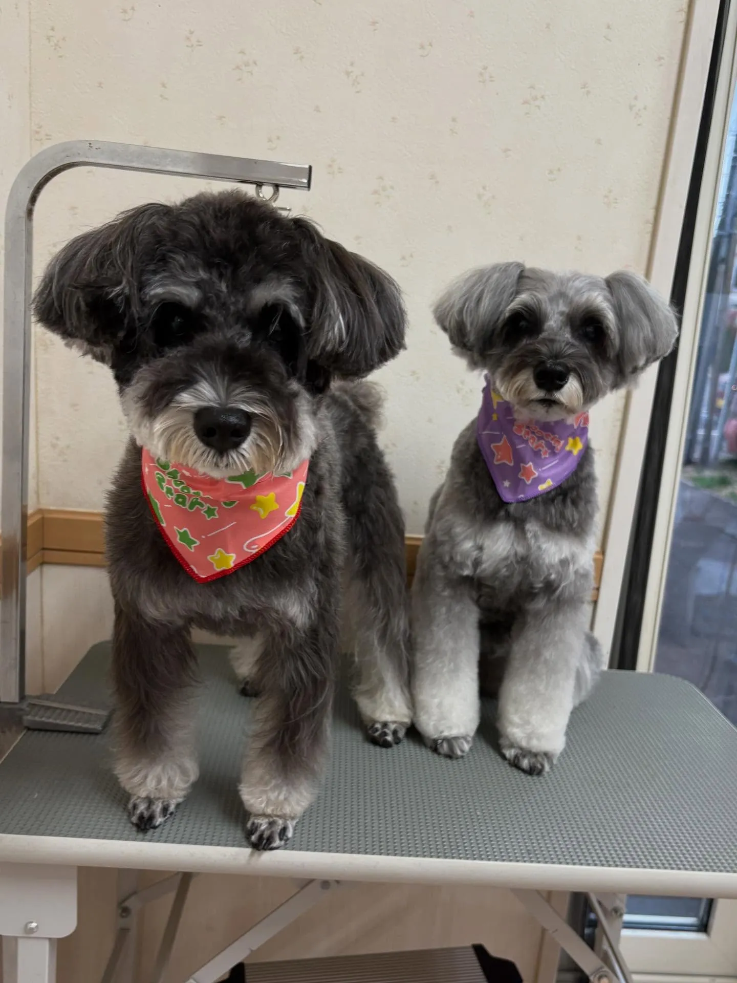 犬のトリミング✂️