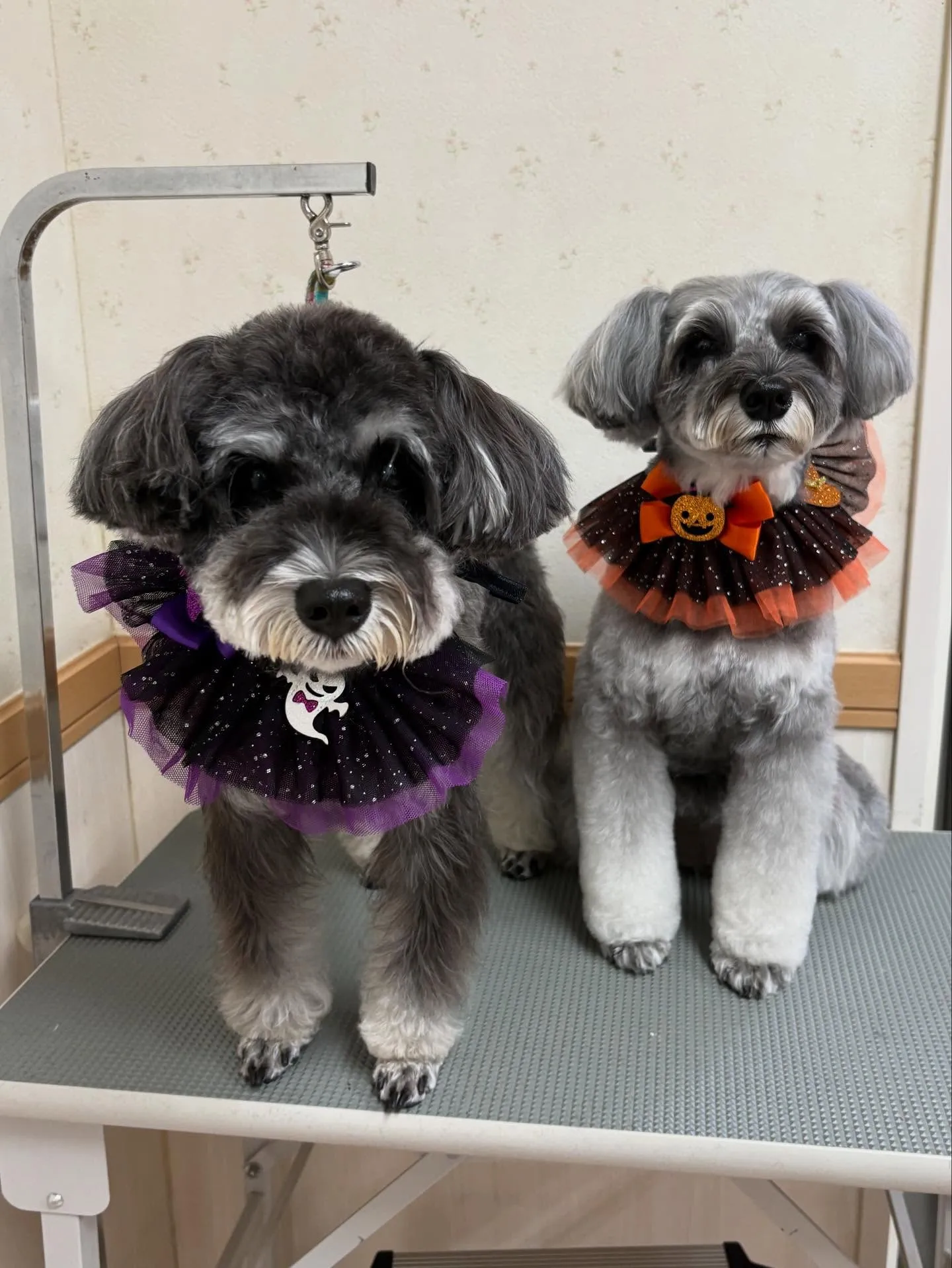 犬のトリミング✂️