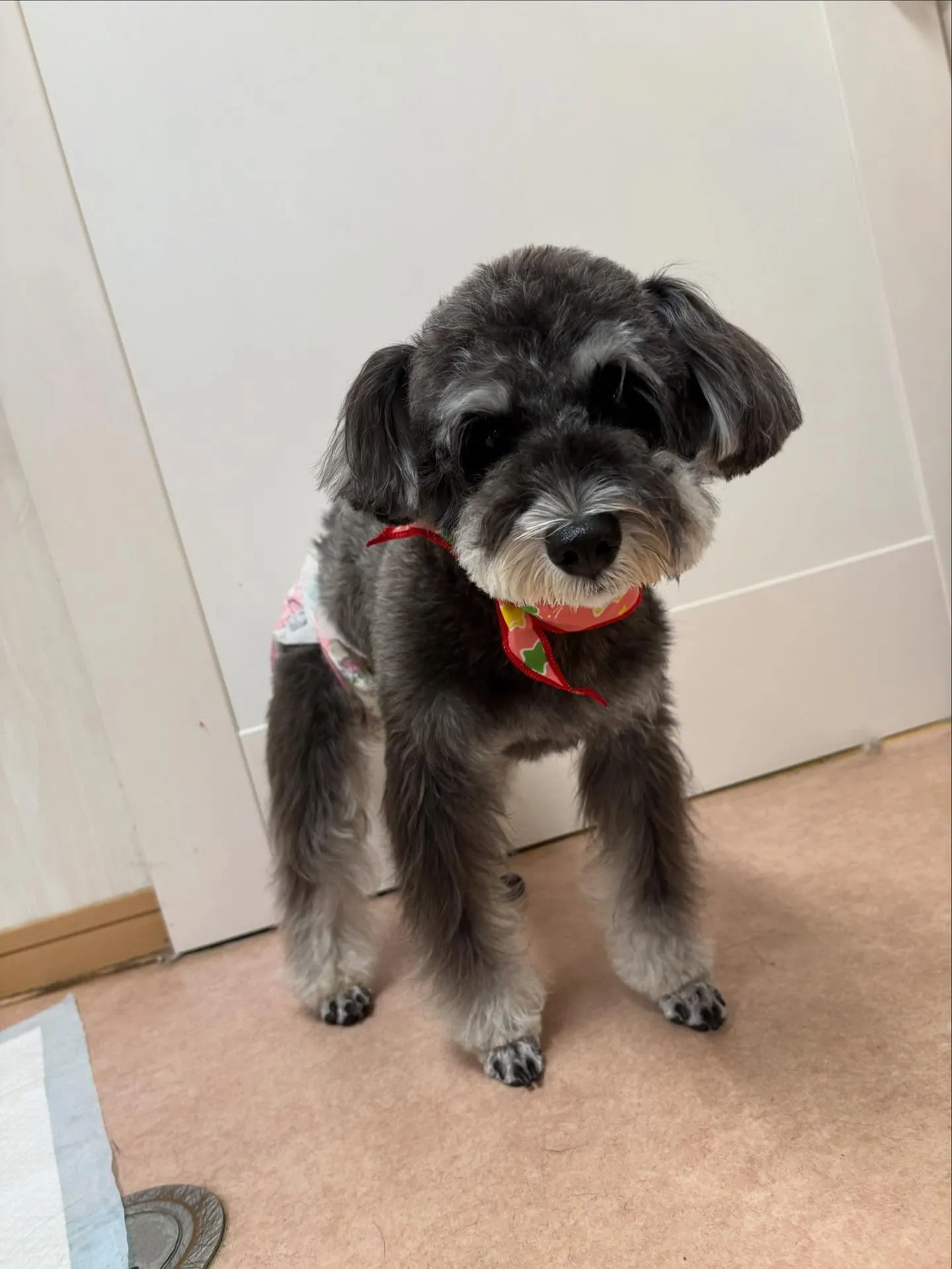犬のトリミング✂️