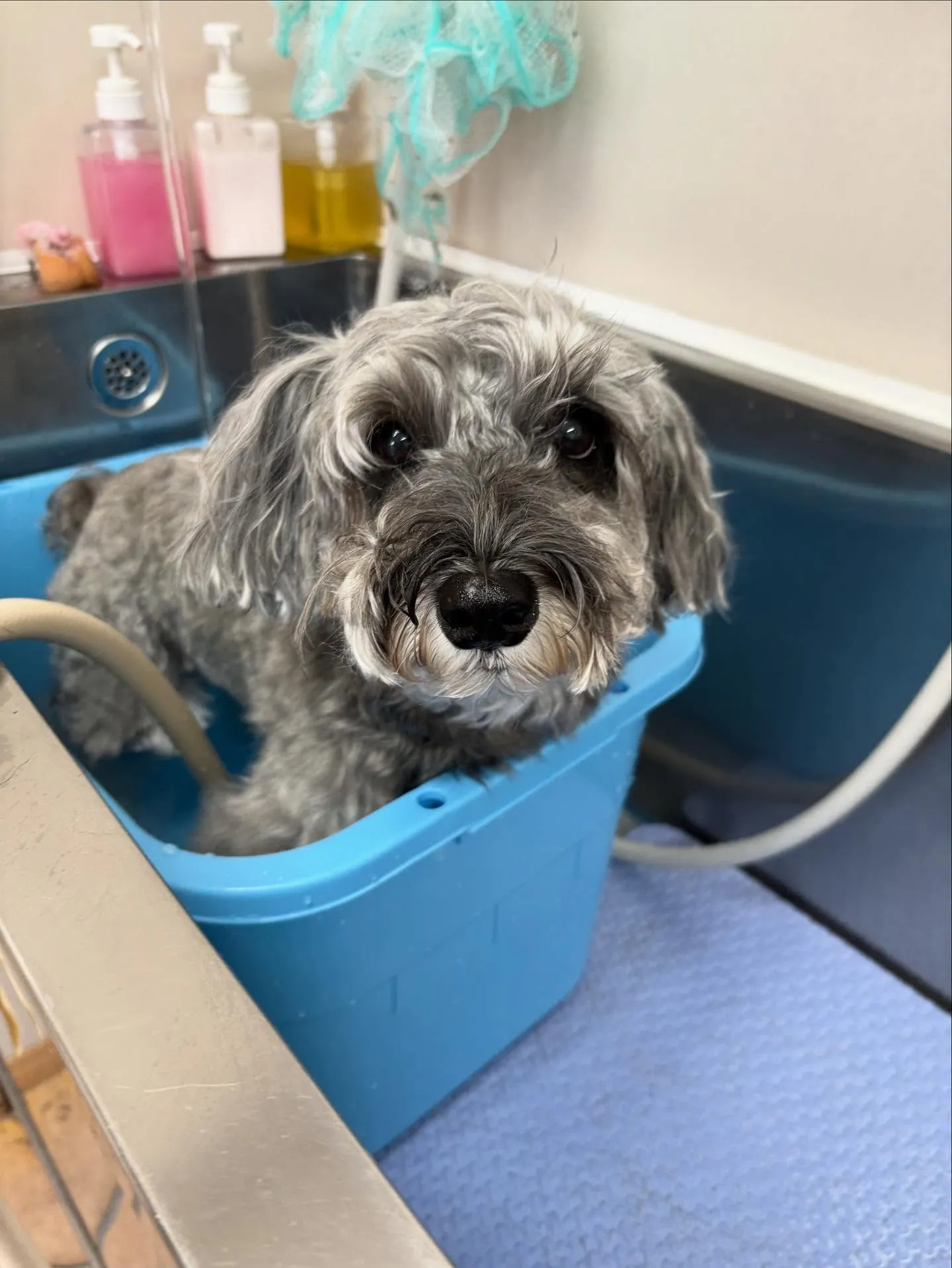 犬のトリミング✂️