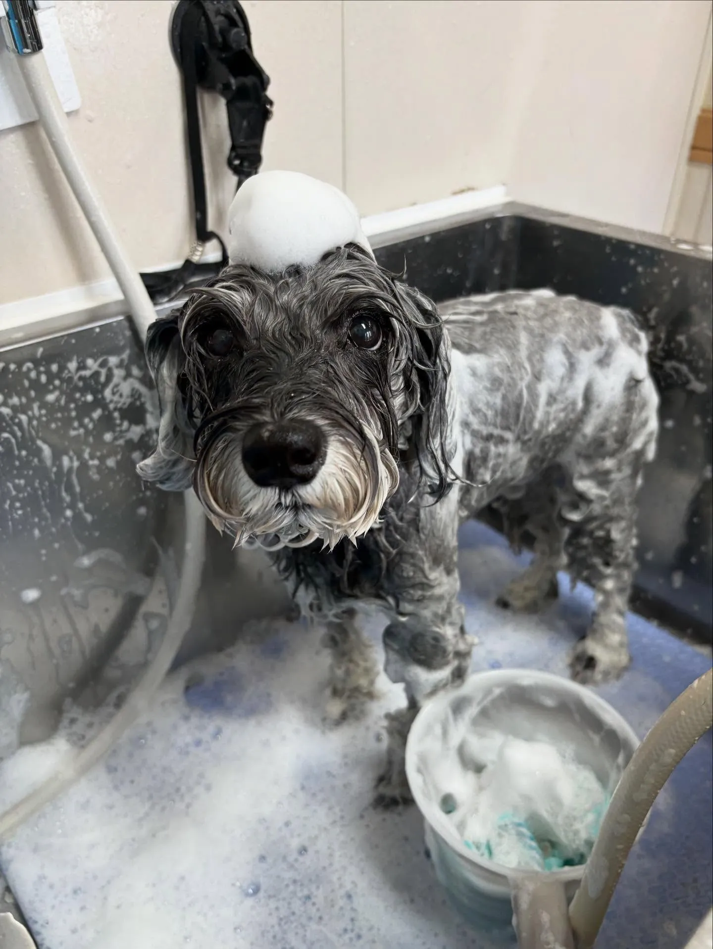 犬のトリミング✂️