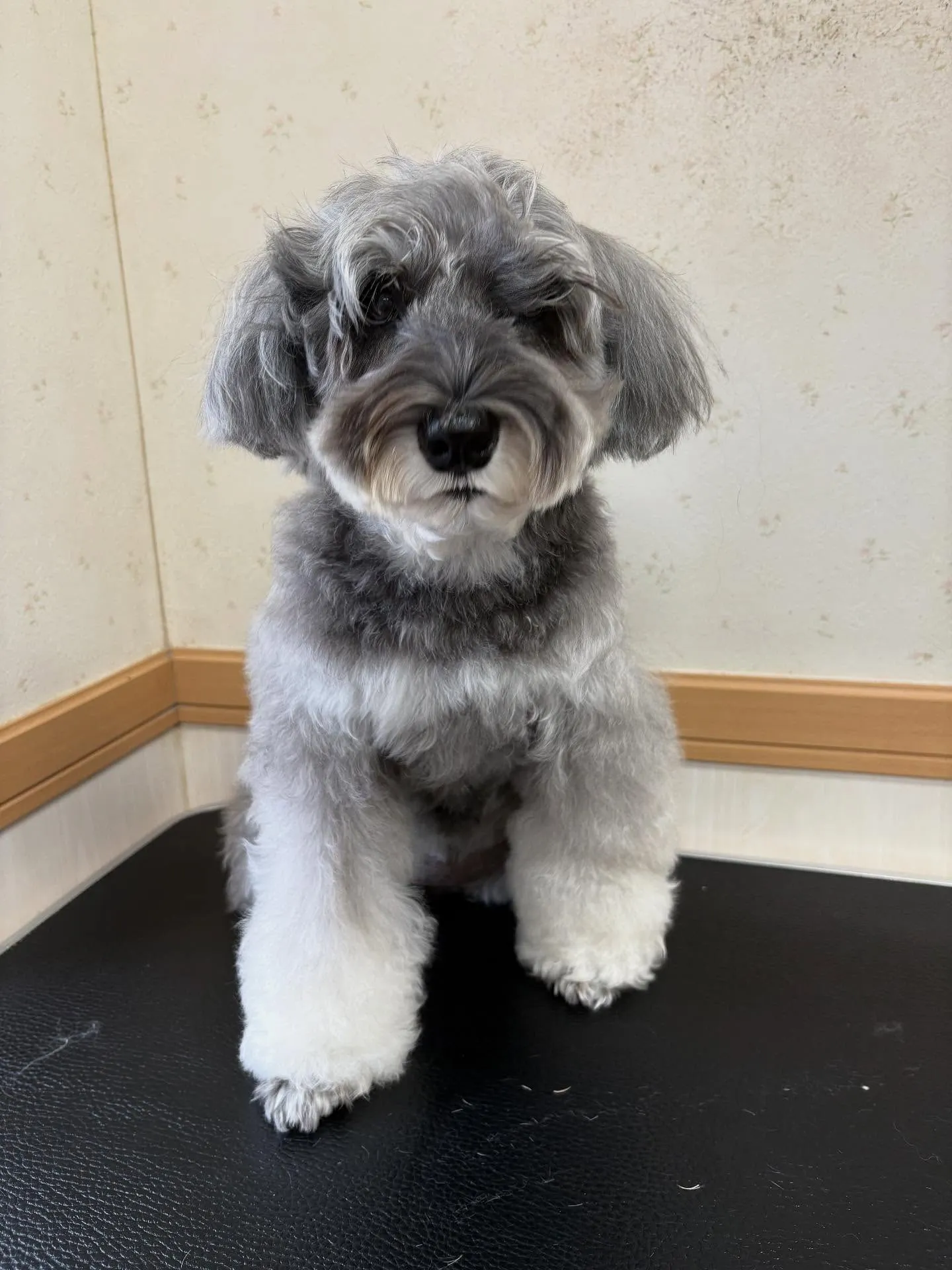 犬のトリミング✂️