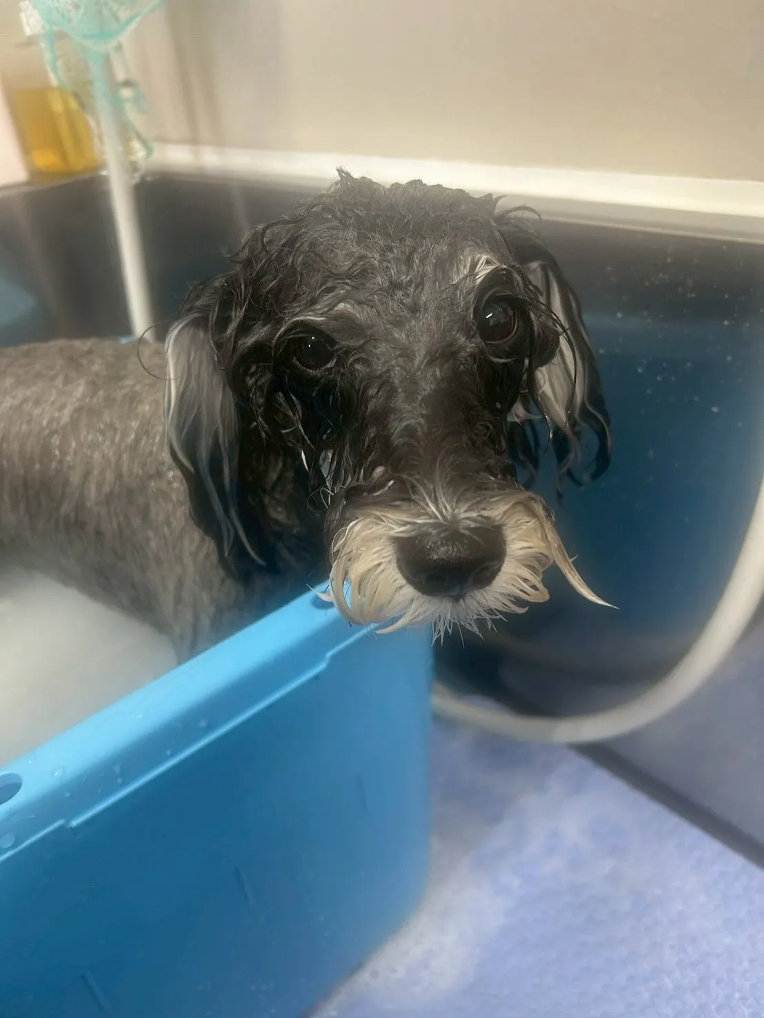 犬のトリミング✂️