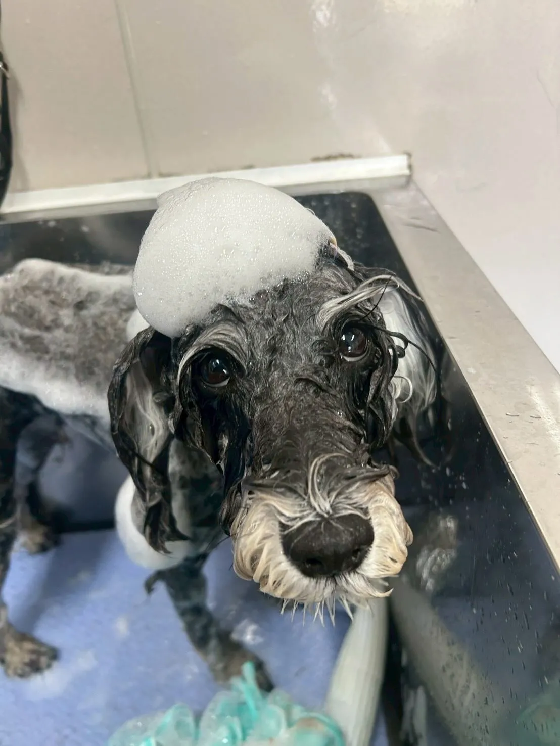 犬のトリミング✂️