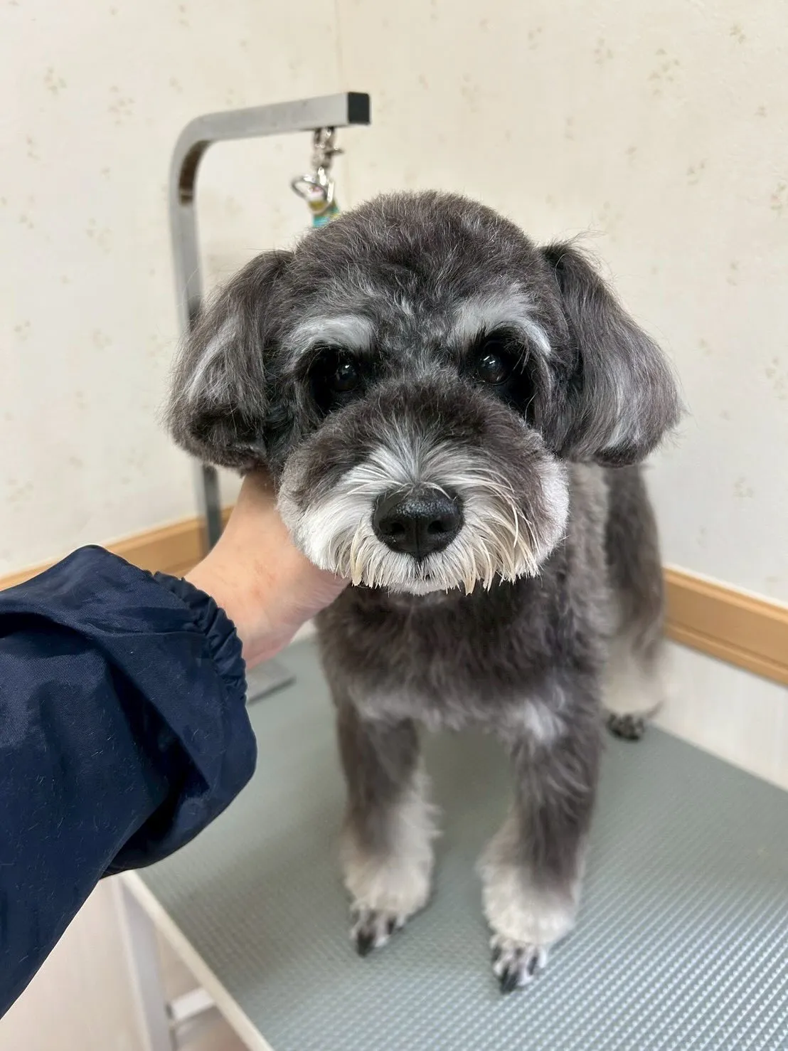 犬のトリミング✂️