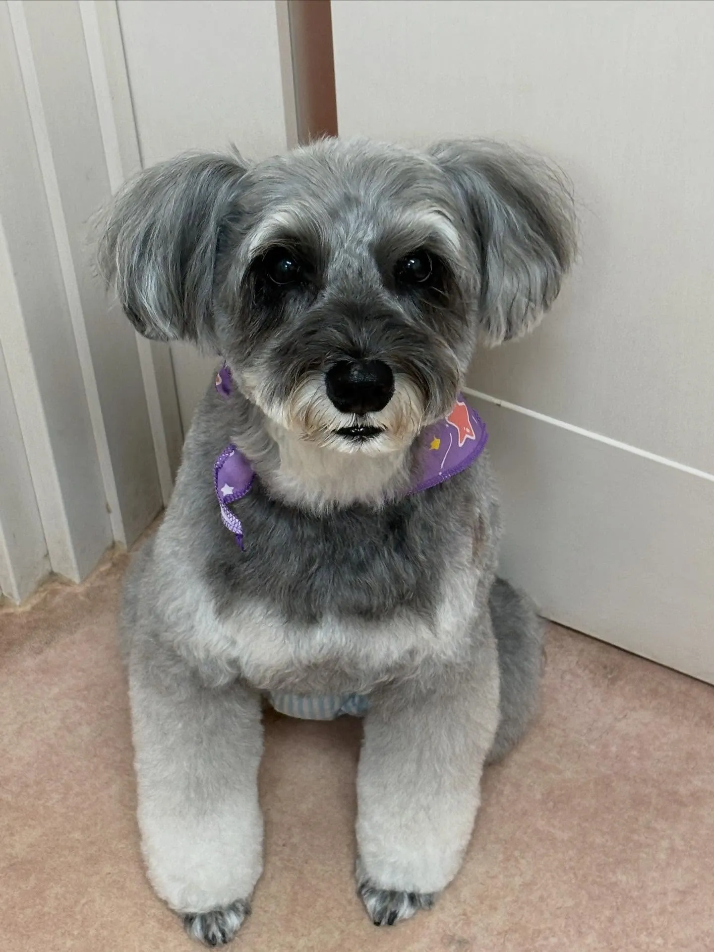 犬のトリミング✂️
