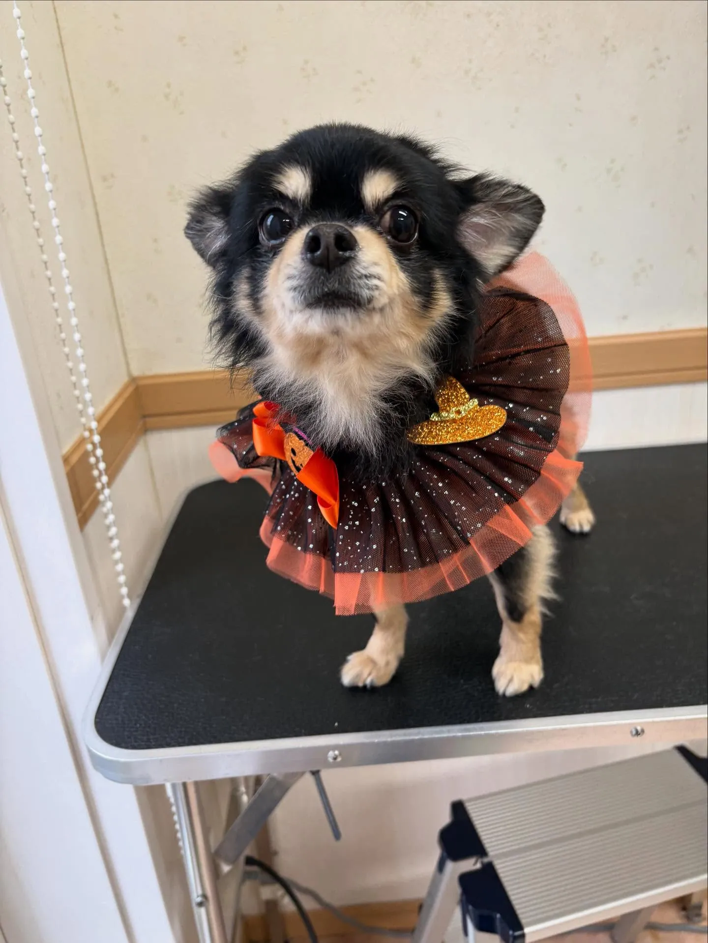 犬のシャンプー🫧