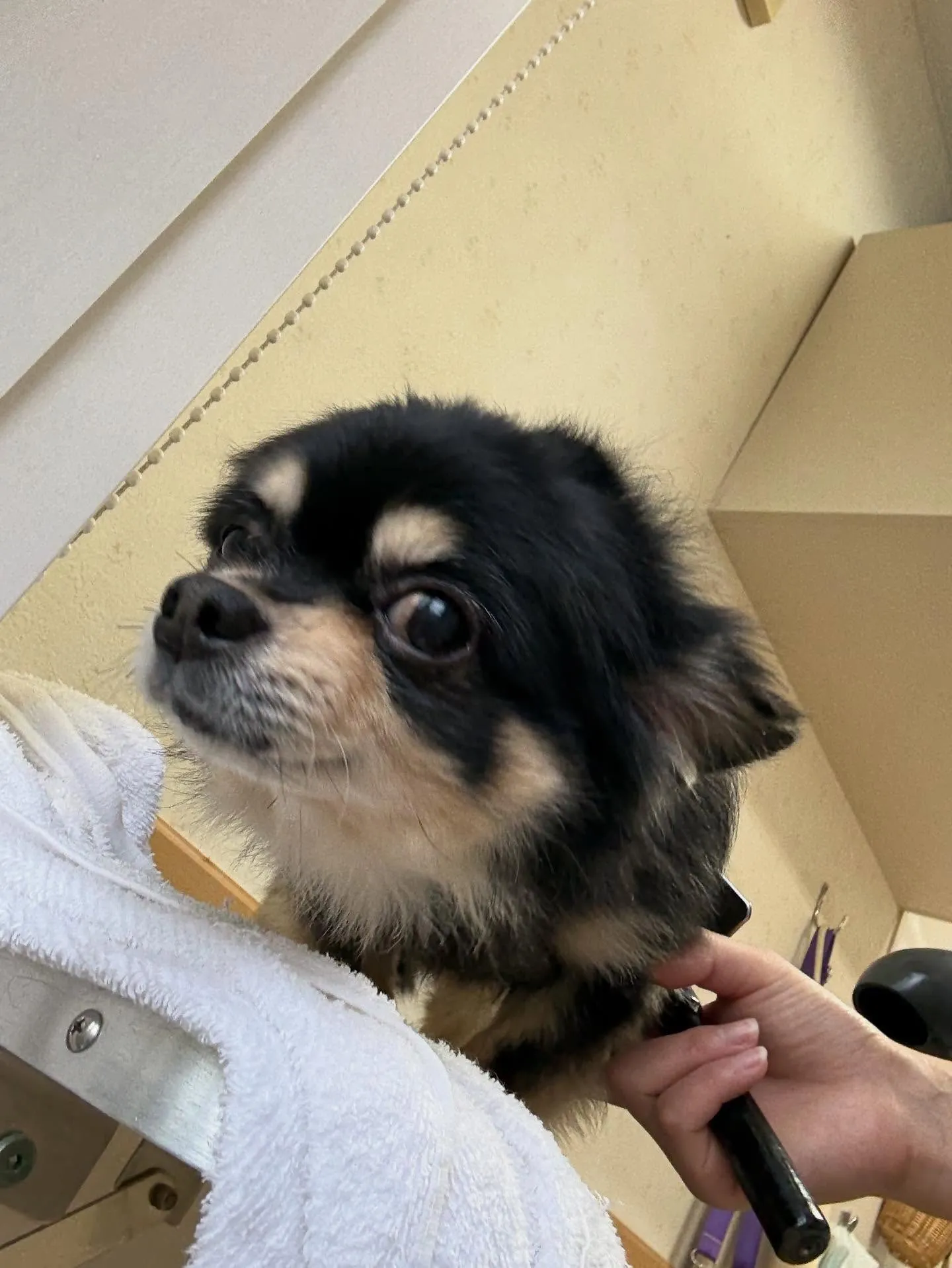 犬のシャンプー🫧