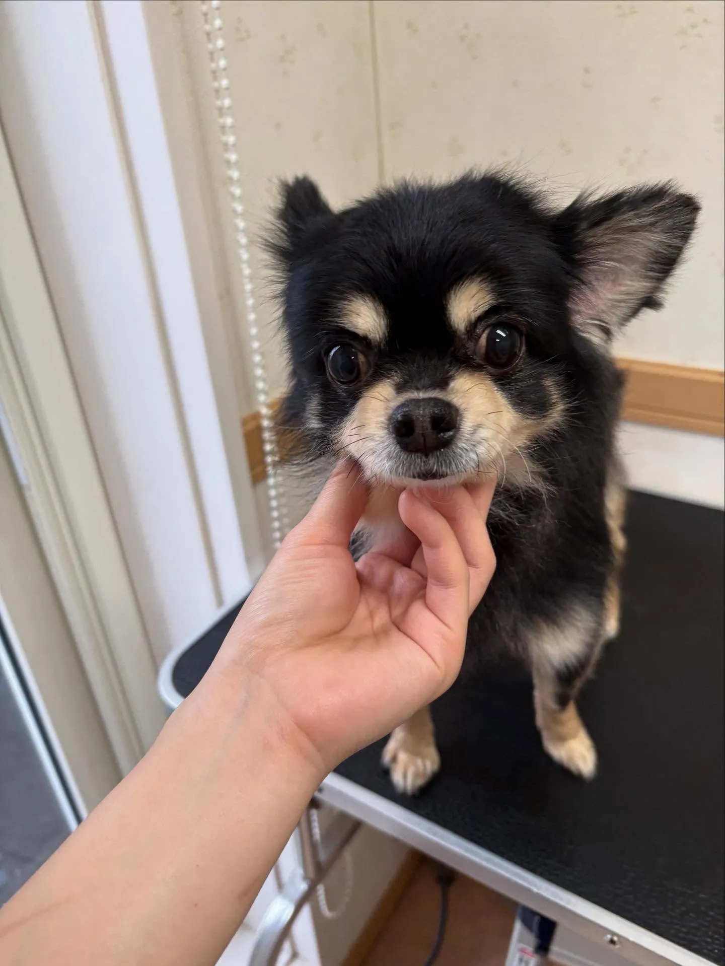 犬のシャンプー🫧