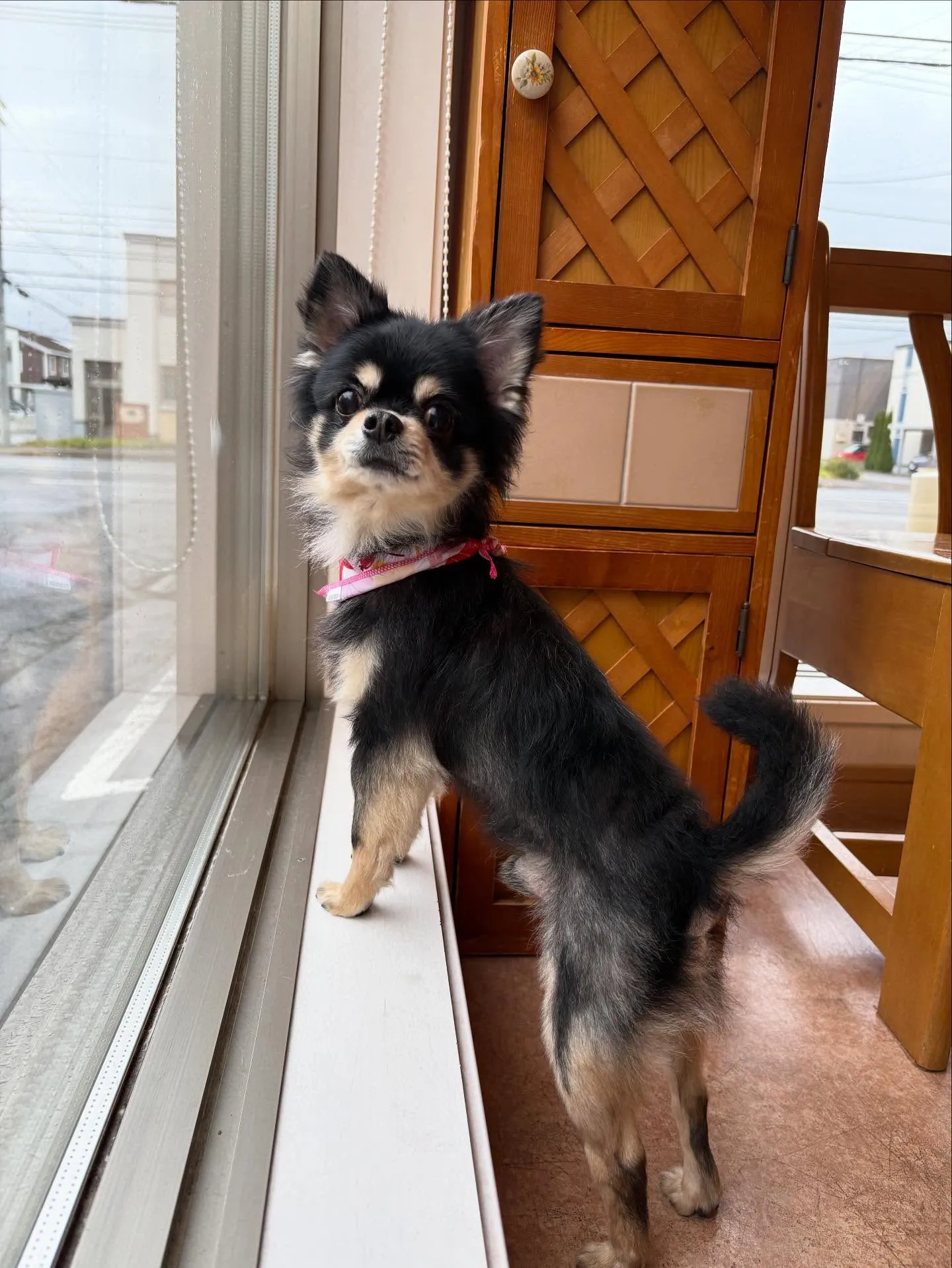犬のシャンプー🫧