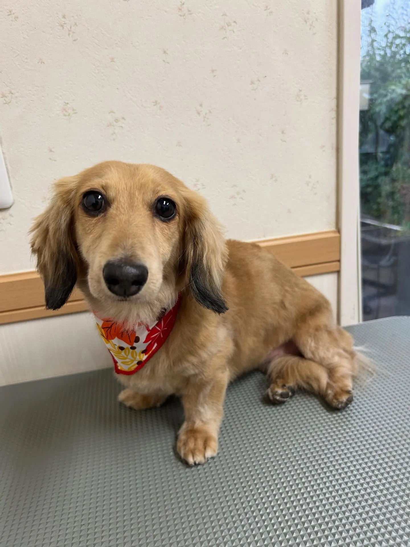 犬のトリミング✂️