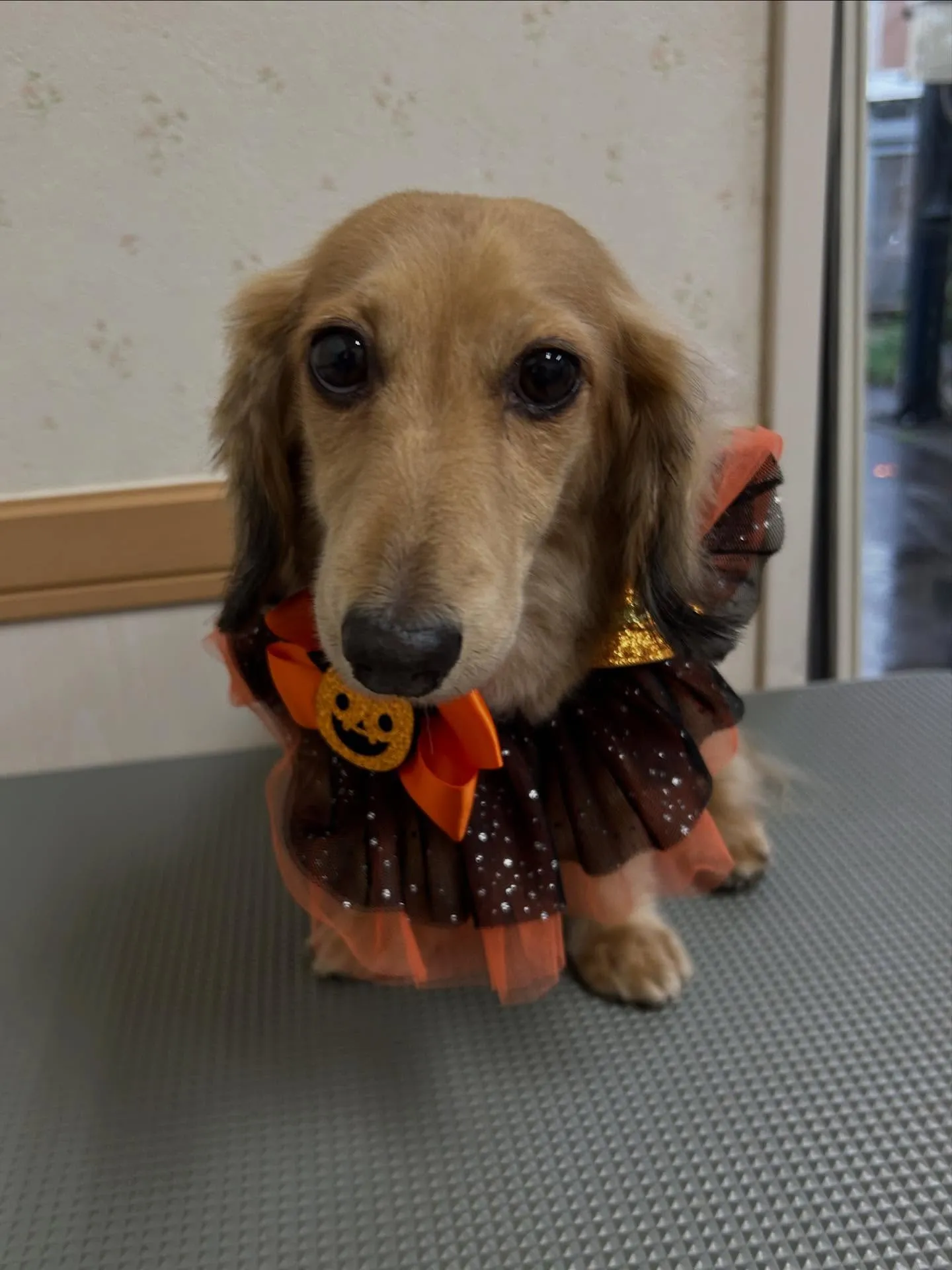 犬のトリミング✂️