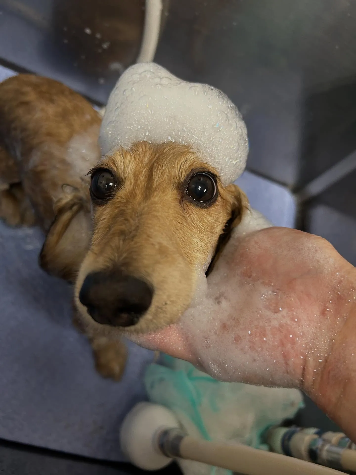 犬のトリミング✂️