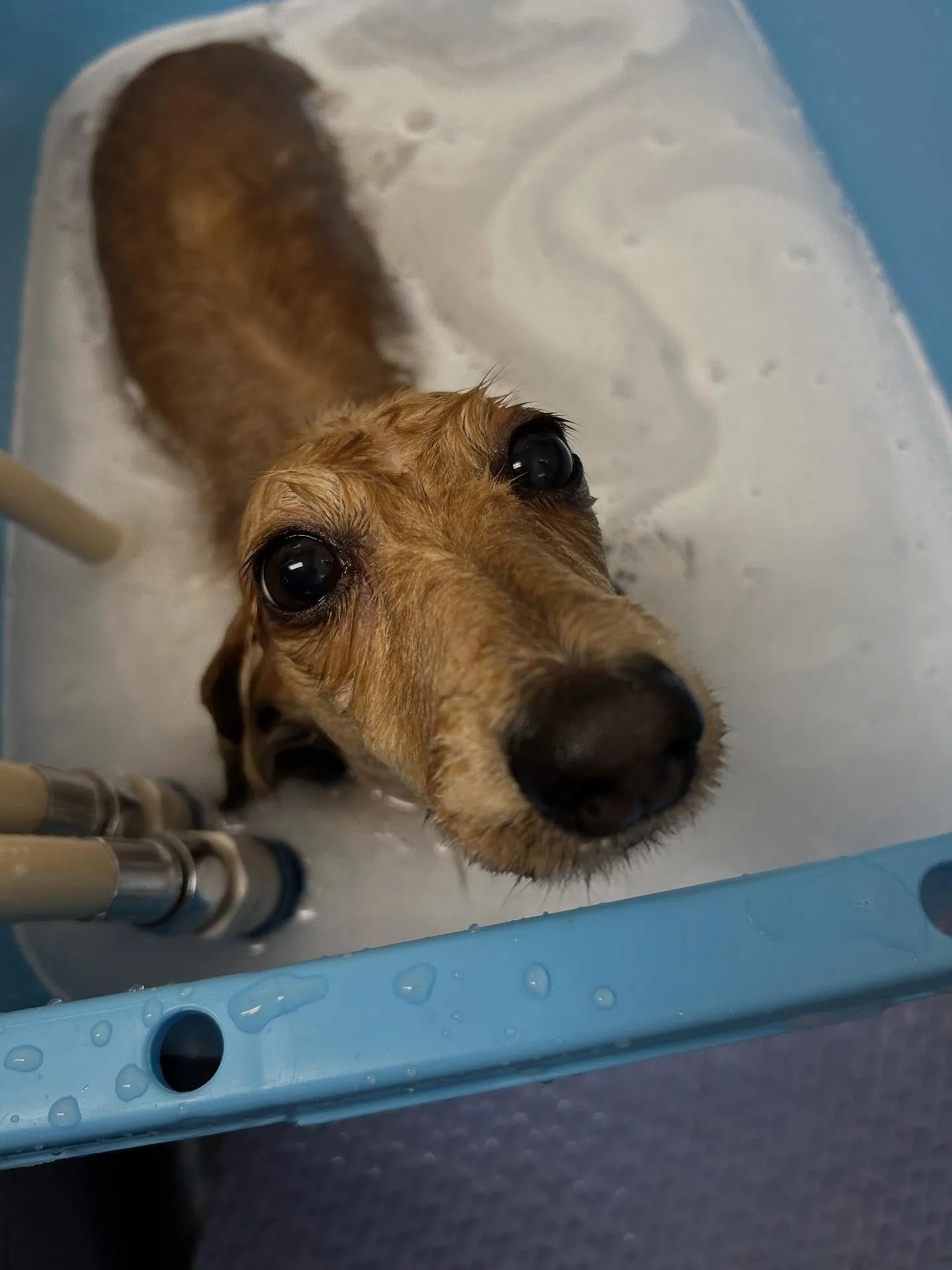犬のトリミング✂️
