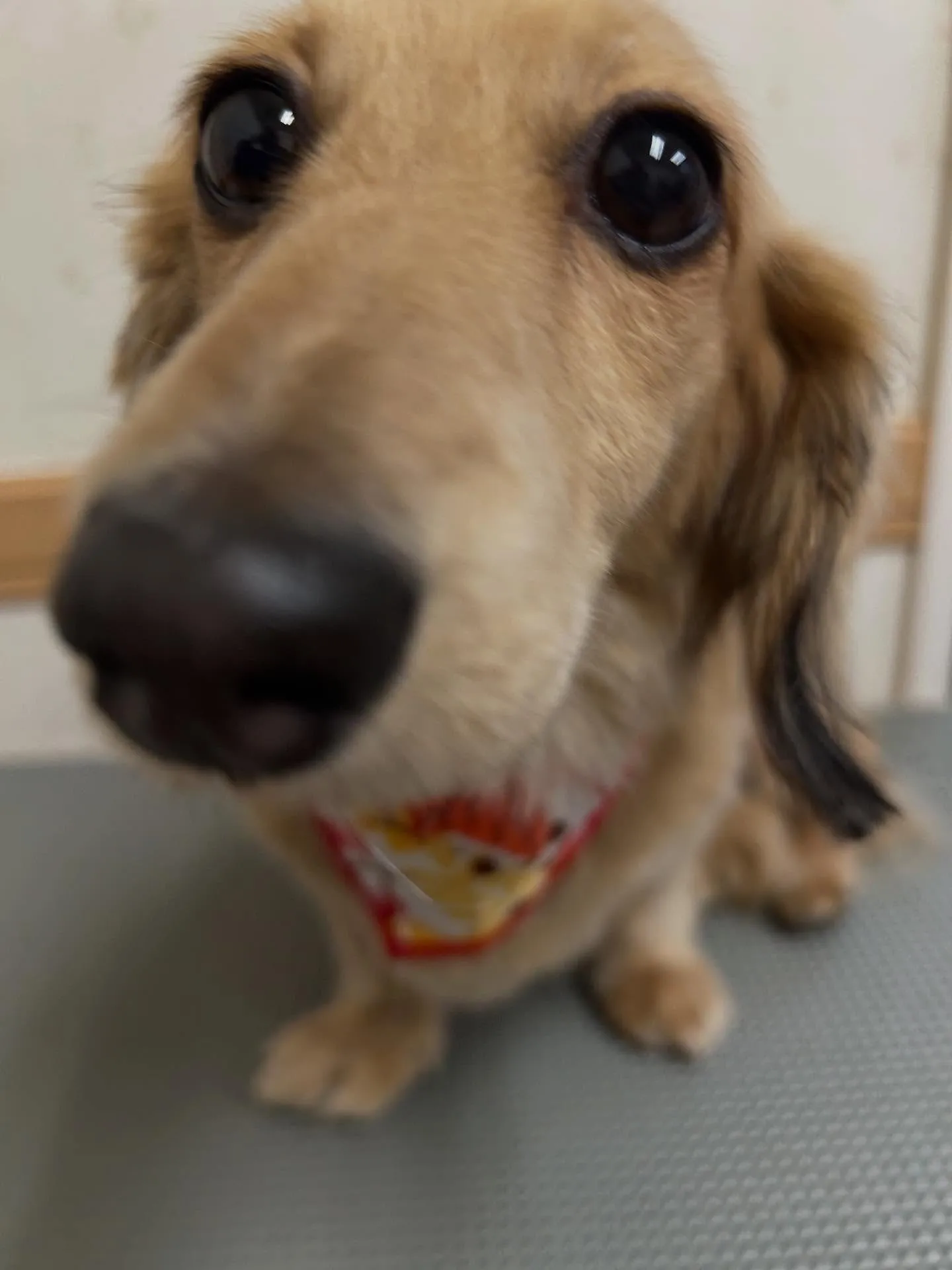 犬のトリミング✂️
