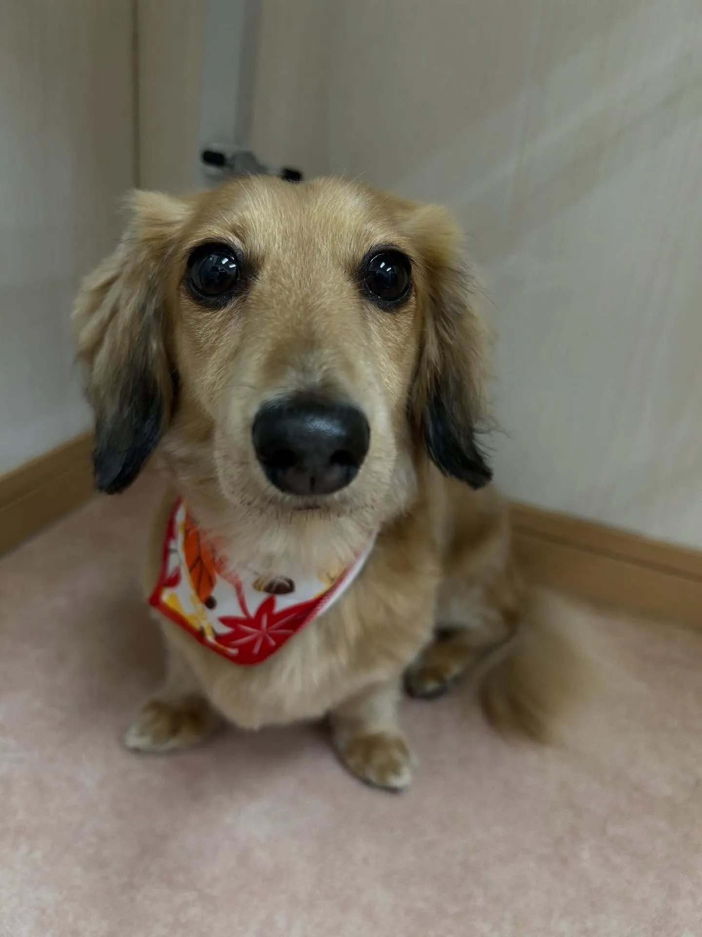 犬のトリミング✂️