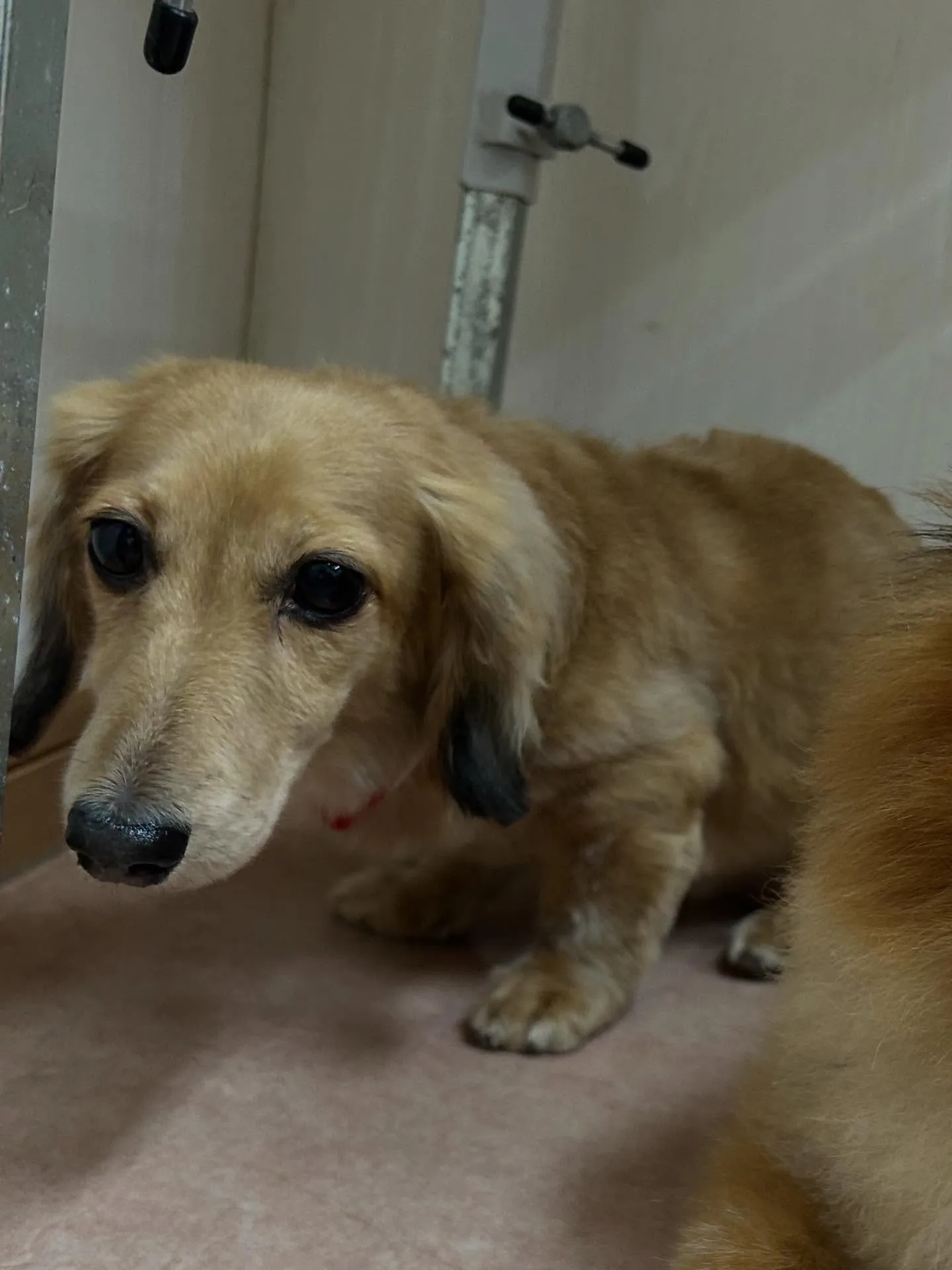 犬のトリミング✂️