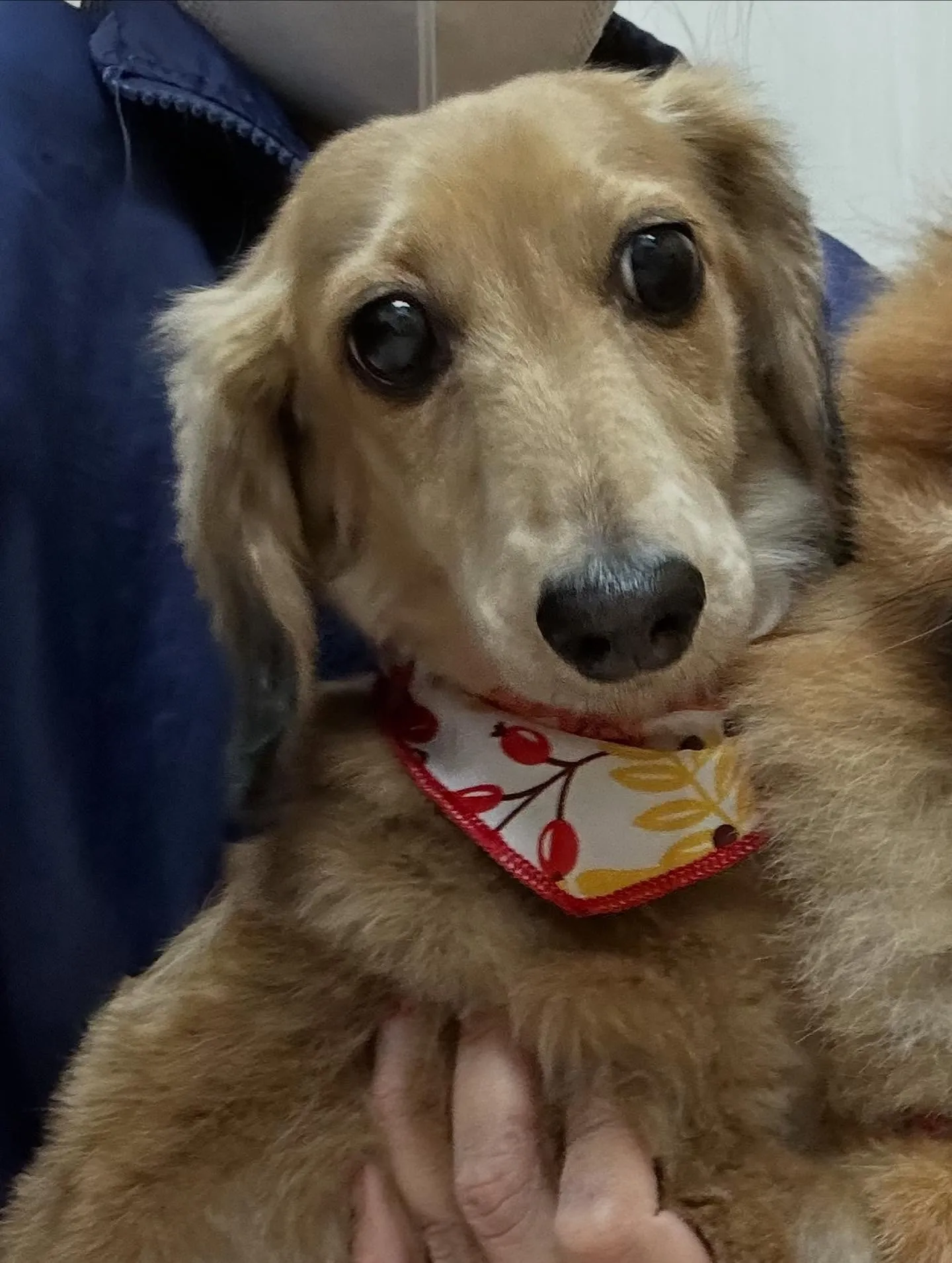 犬のトリミング✂️