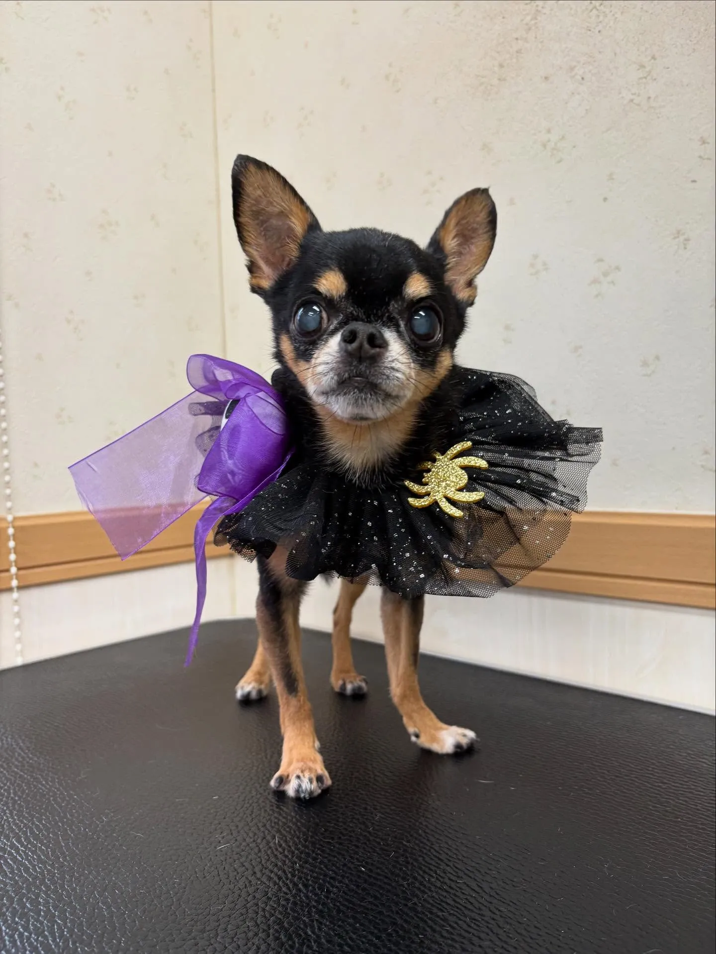 犬のシャンプー🫧