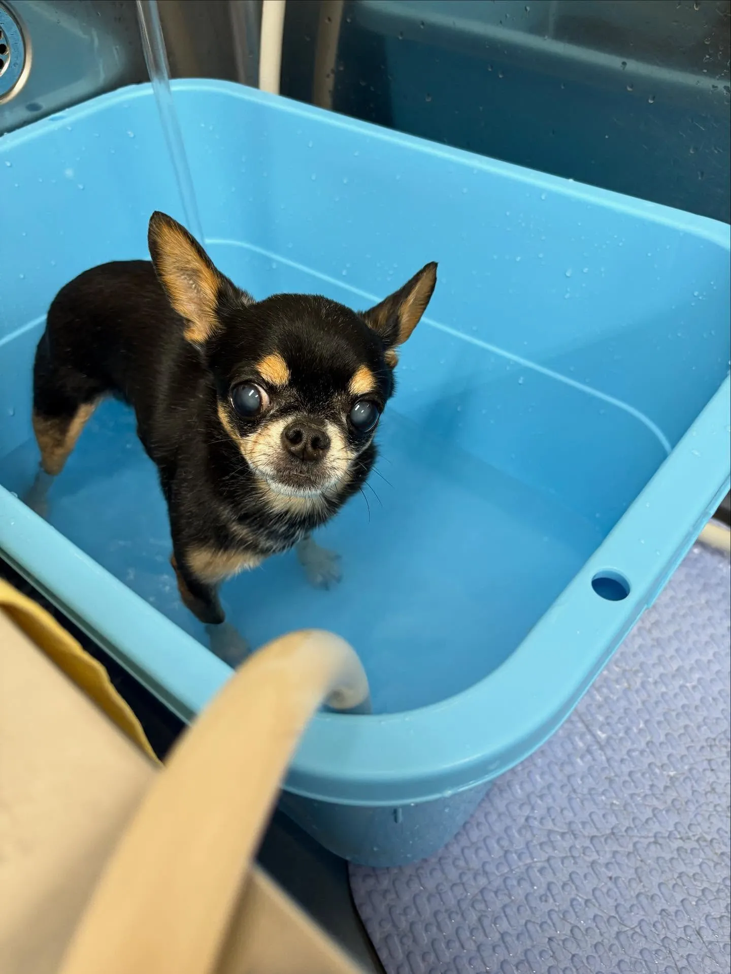 犬のシャンプー🫧