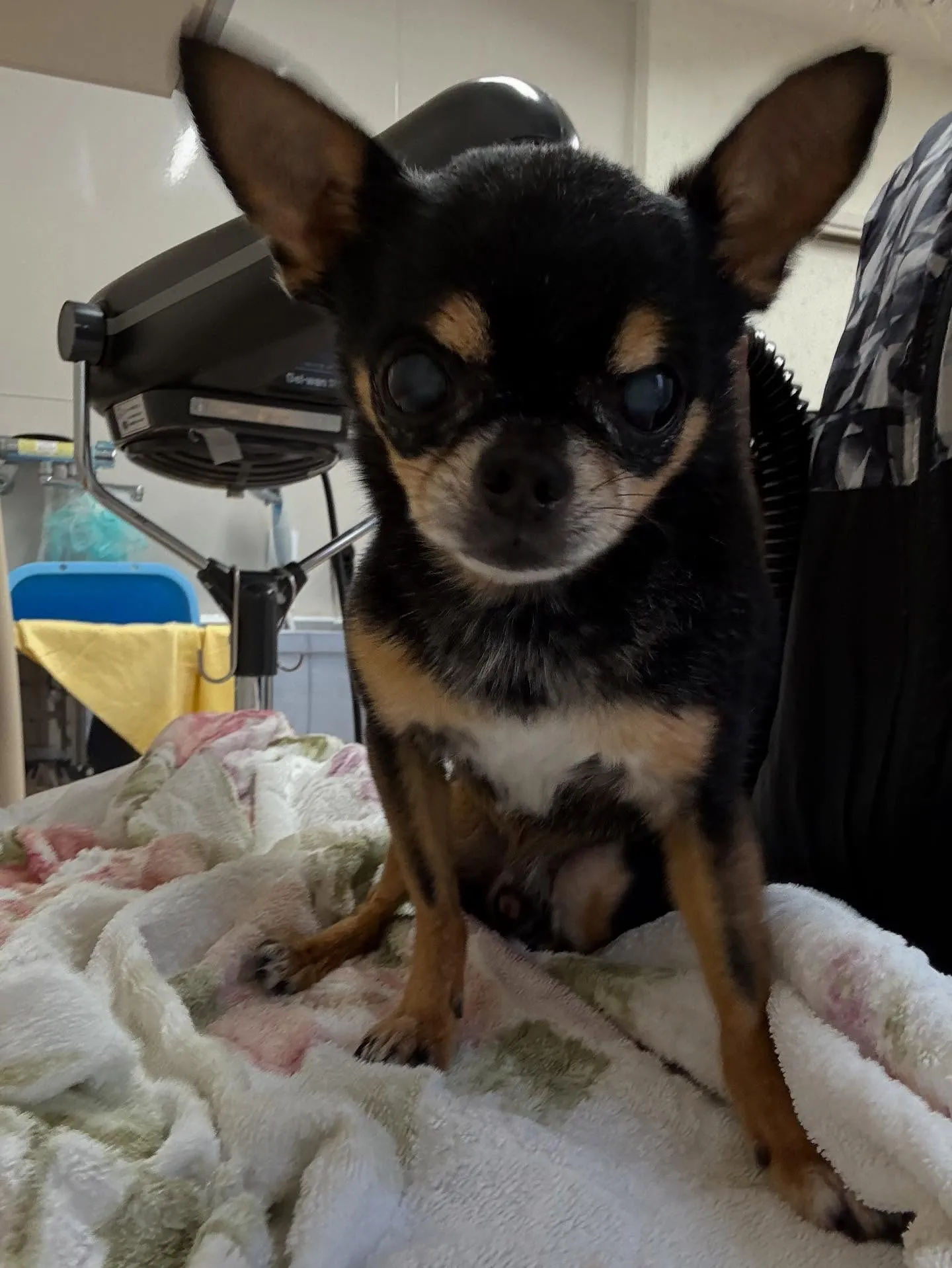 犬のシャンプー🫧
