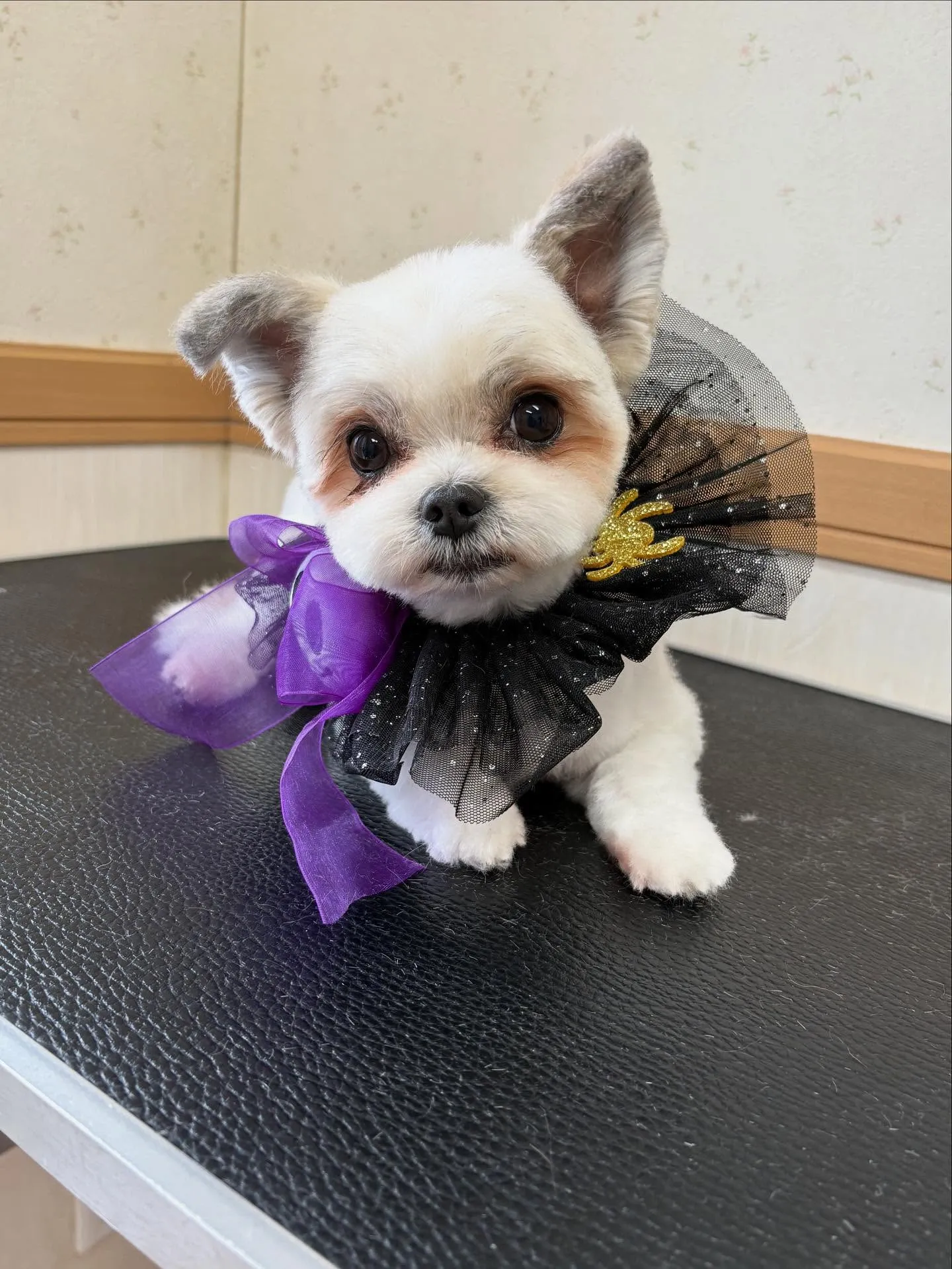 犬のトリミング✂️