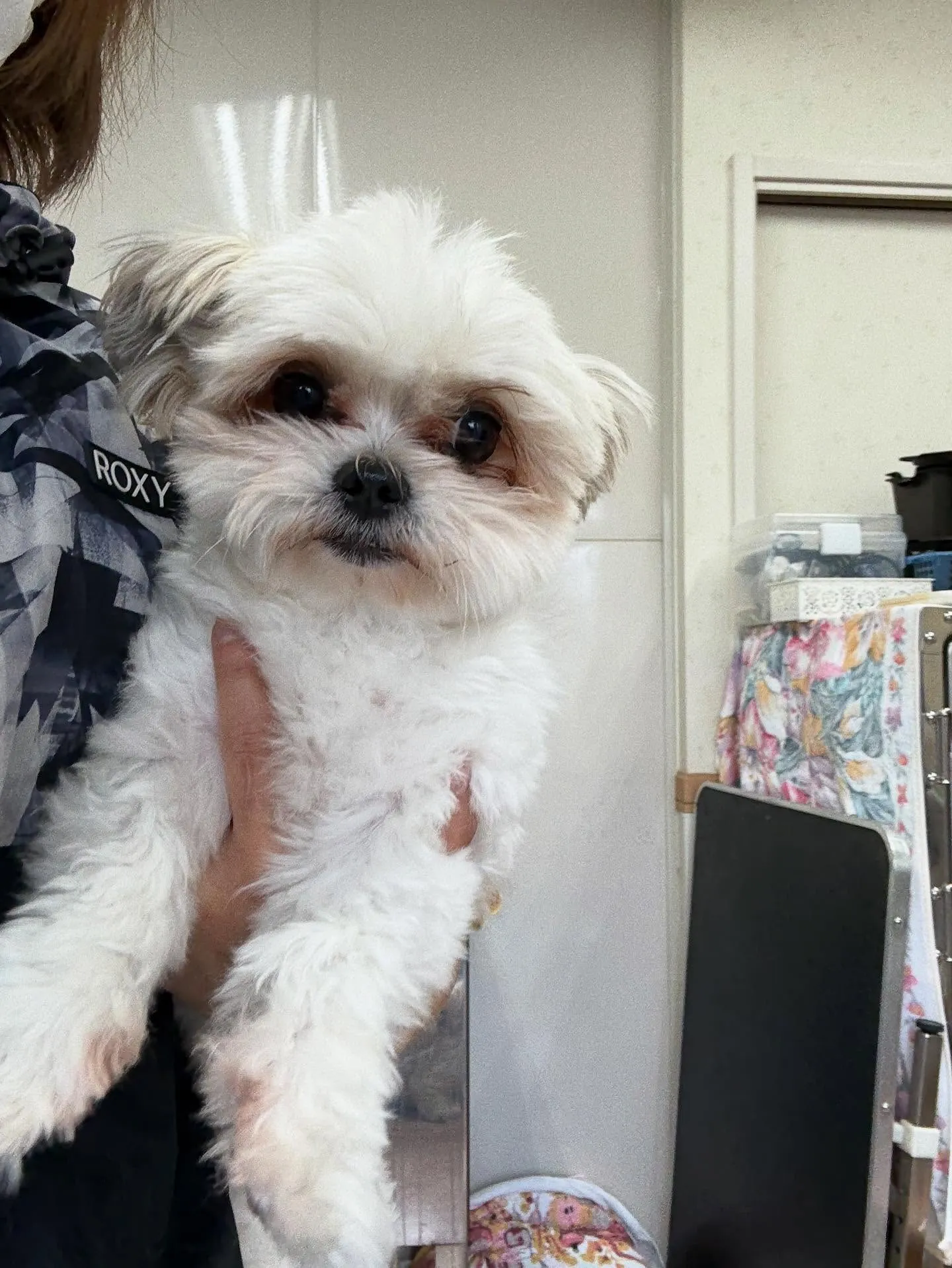 犬のトリミング✂️