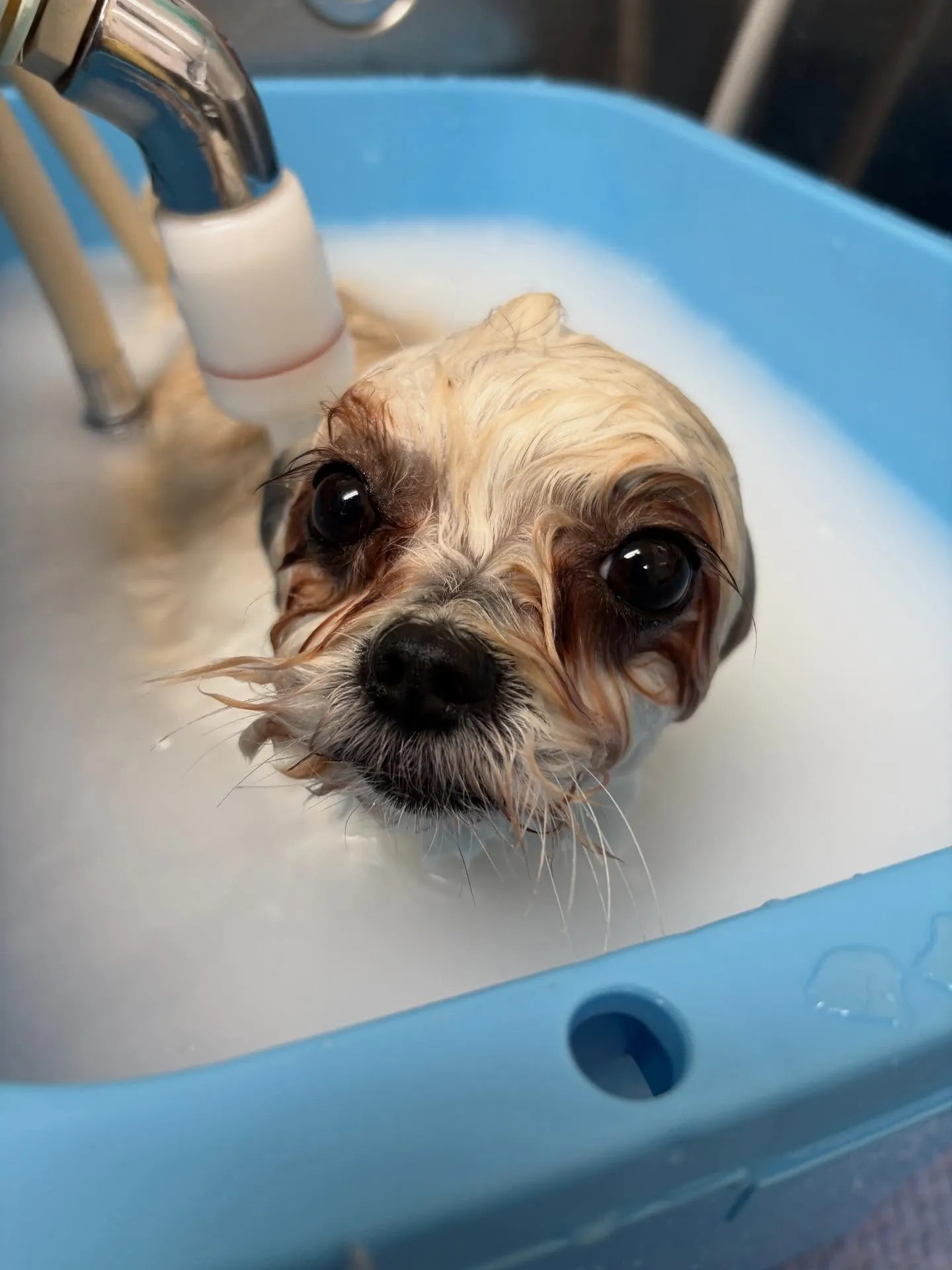 犬のトリミング✂️