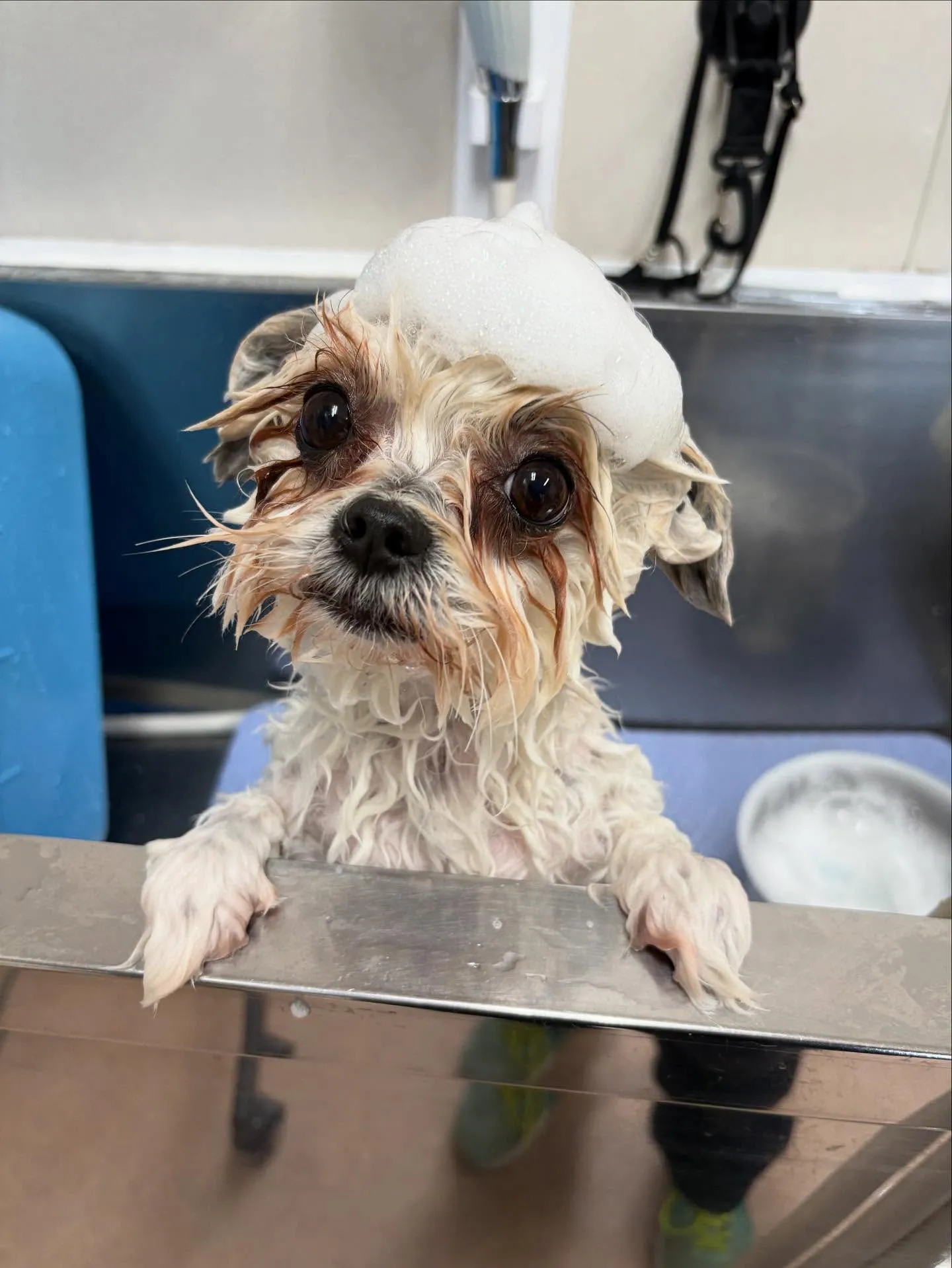 犬のトリミング✂️