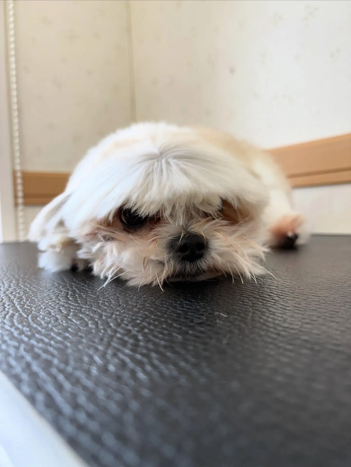 犬のトリミング✂️