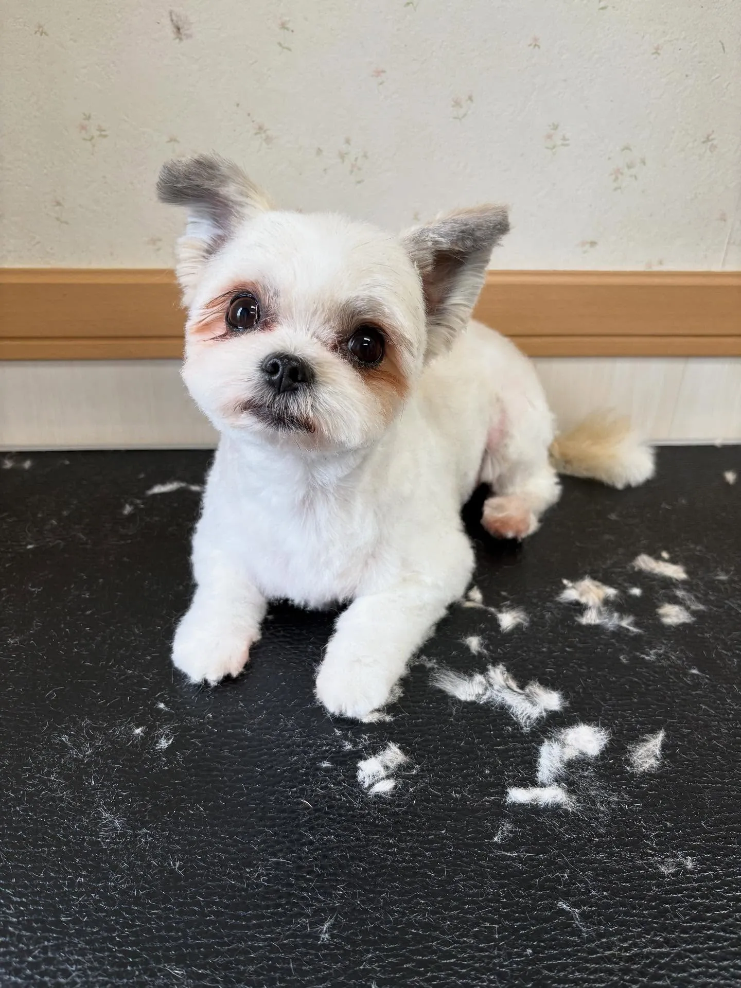 犬のトリミング✂️