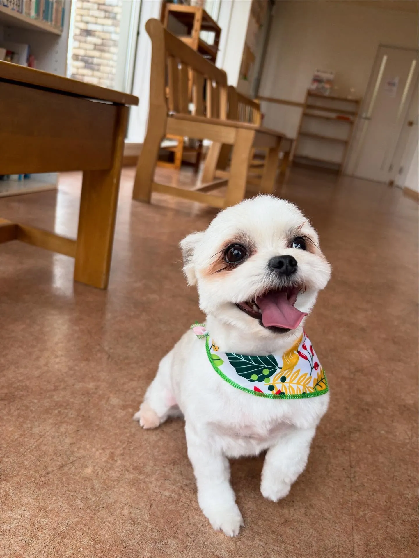 犬のトリミング✂️