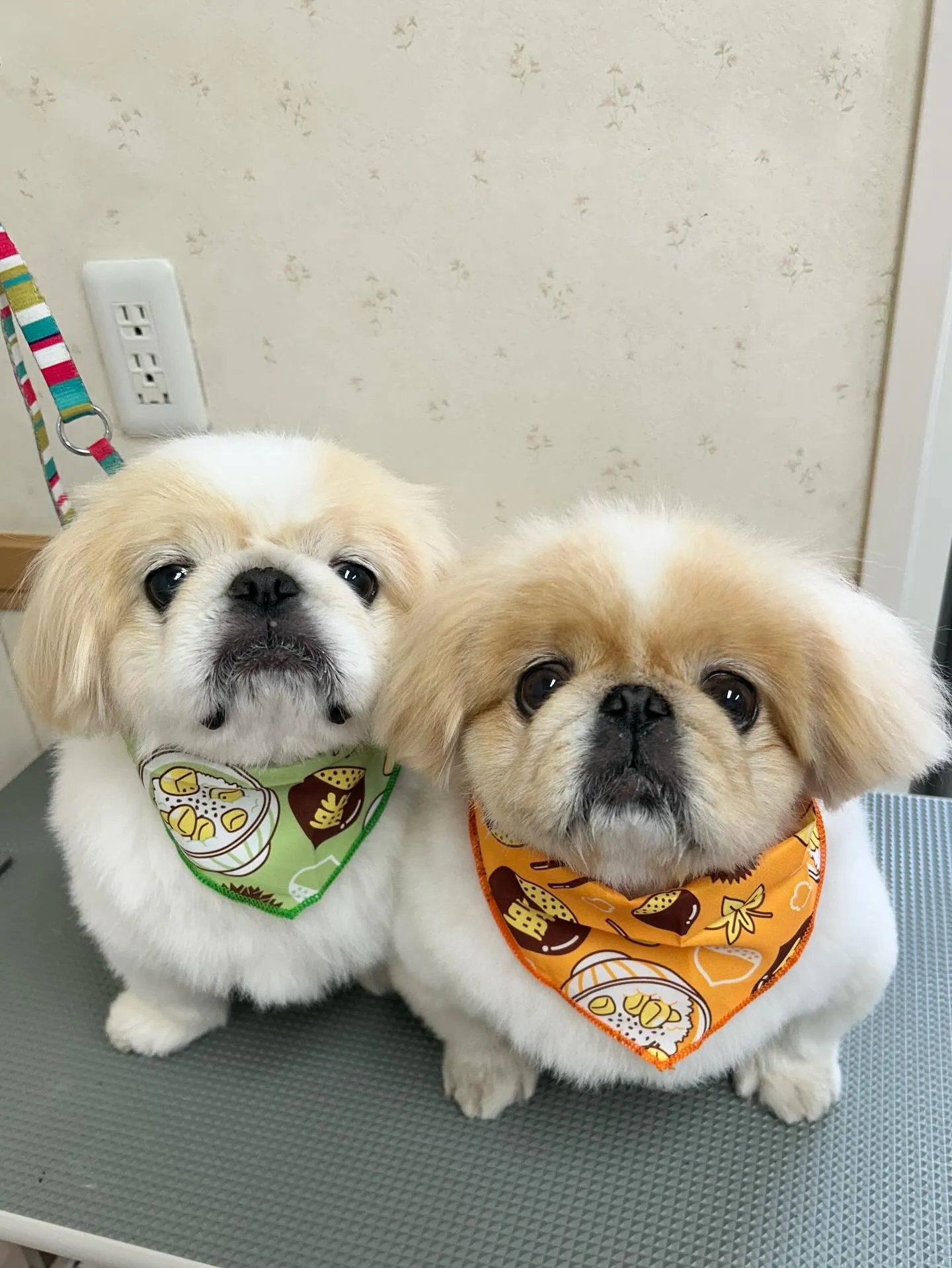 犬のシャンプー🫧