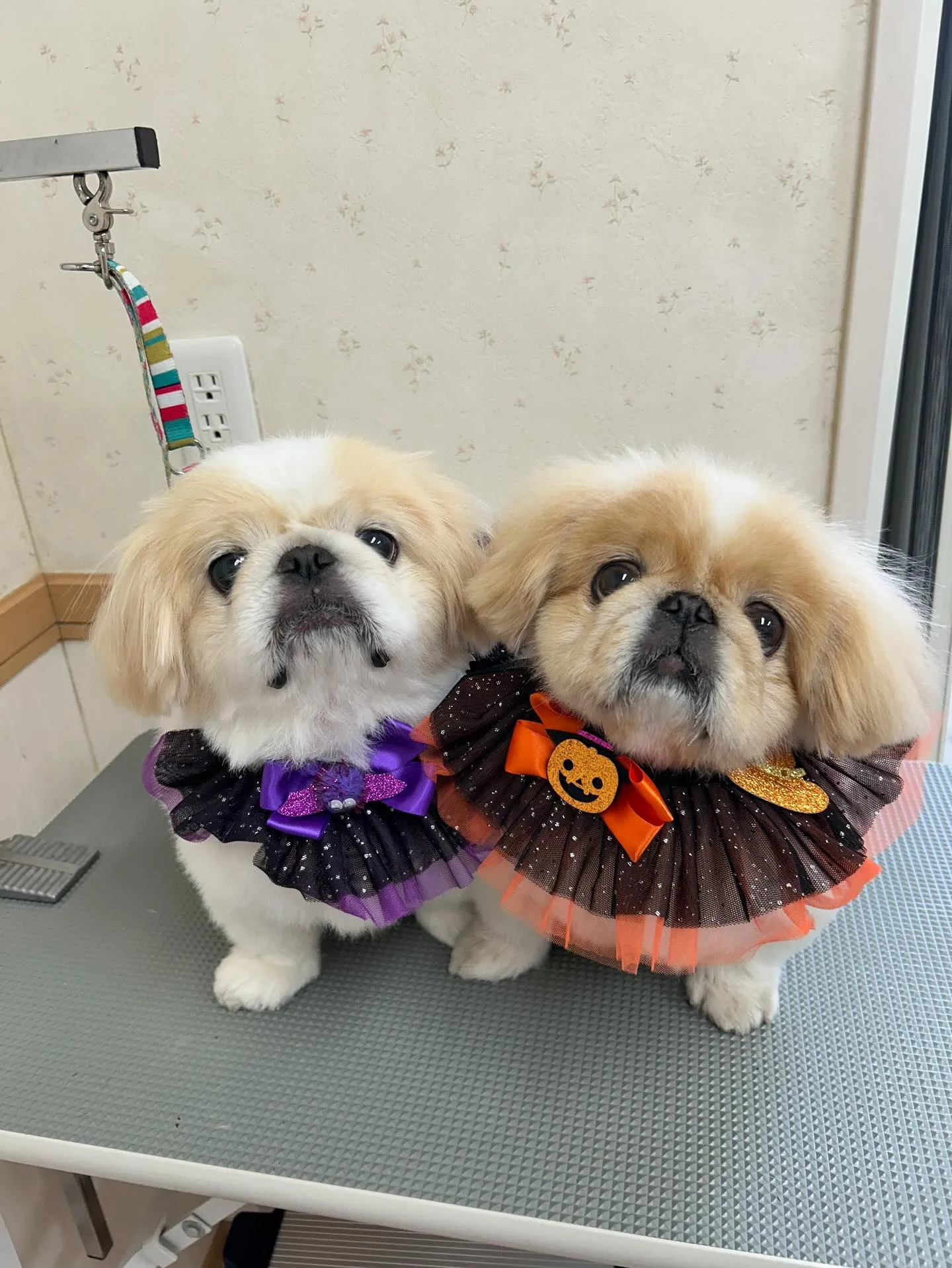 犬のシャンプー🫧