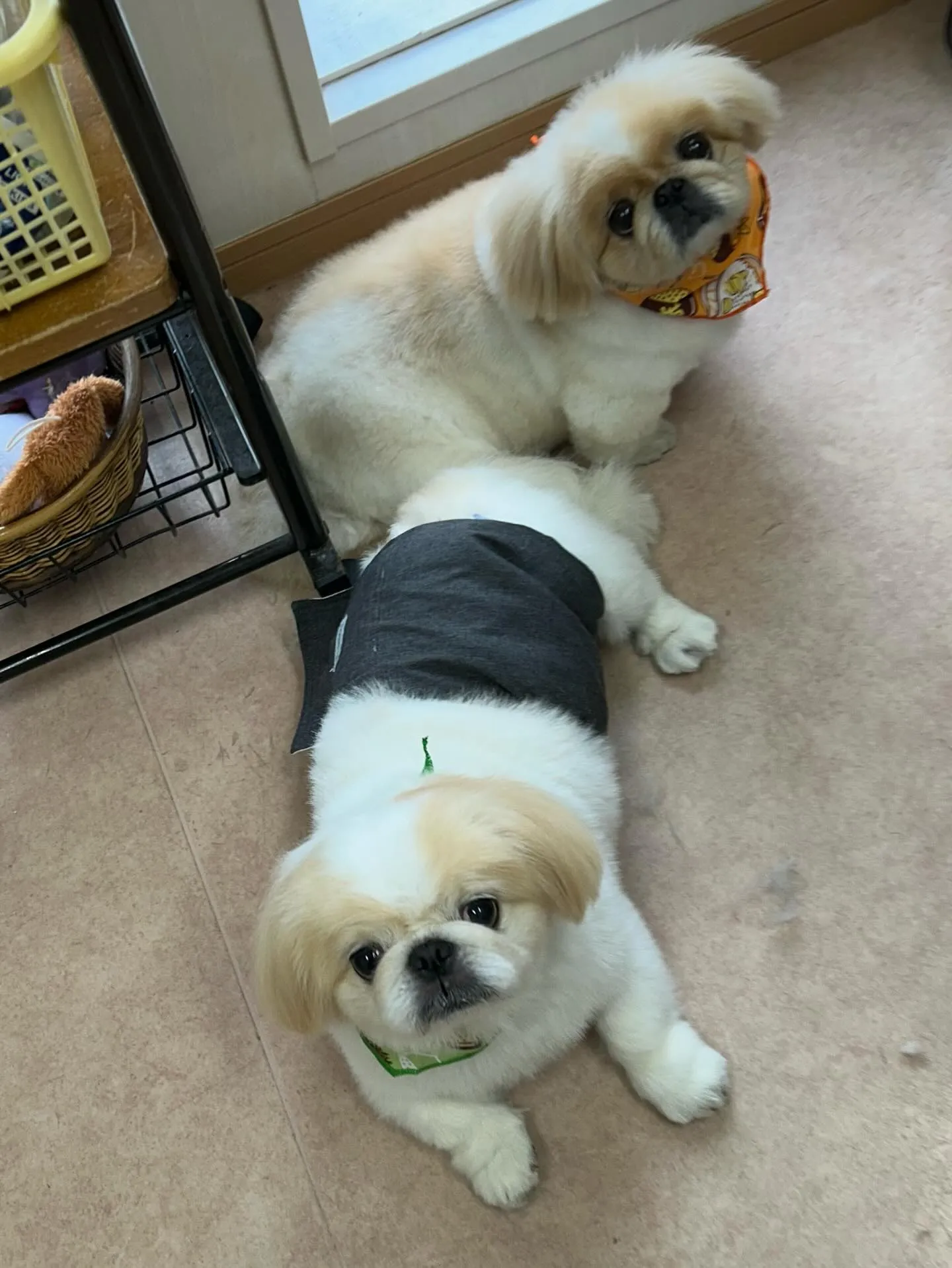 犬のシャンプー🫧