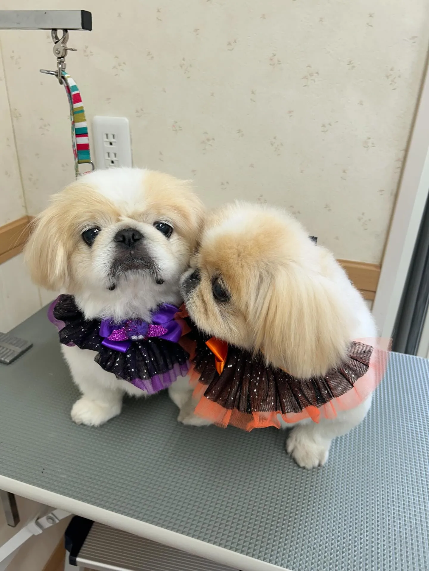 犬のシャンプー🫧