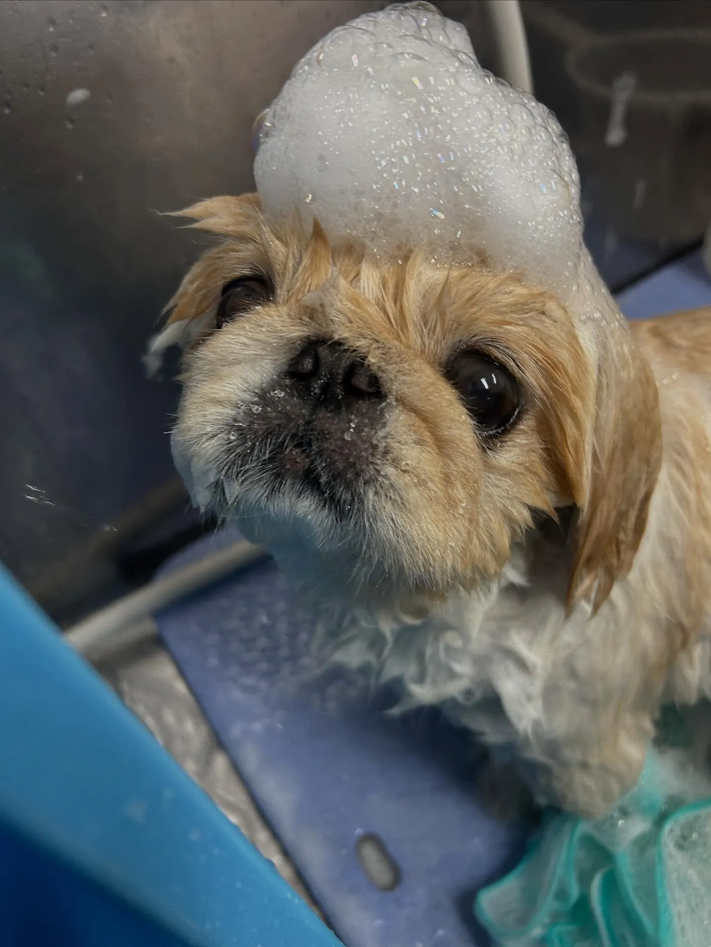 犬のシャンプー🫧