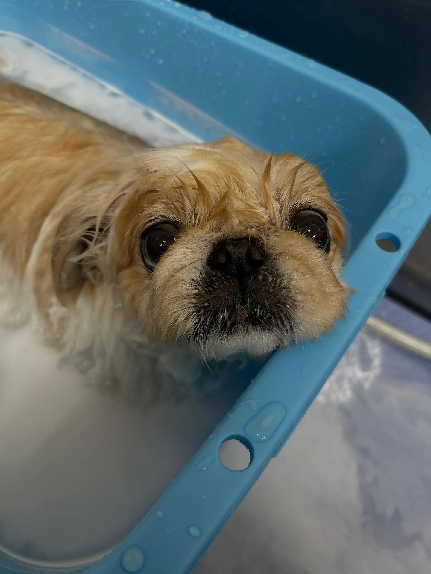 犬のシャンプー🫧